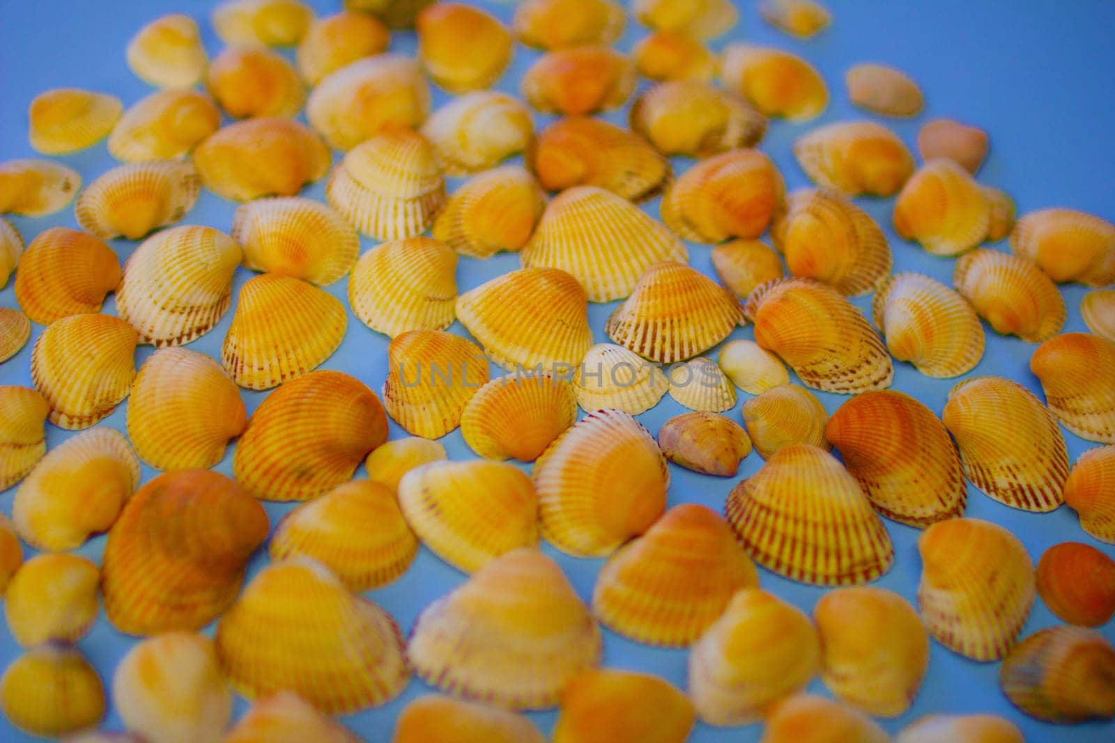 Yellow seashells on a blue background. High quality photo