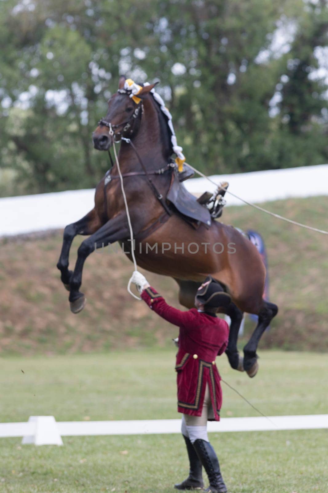 19 may 2024, Mafra, Portugal - competition in military academy - man dressed in a red coat is holding a horse in the air. The horse is brown and has a white mane