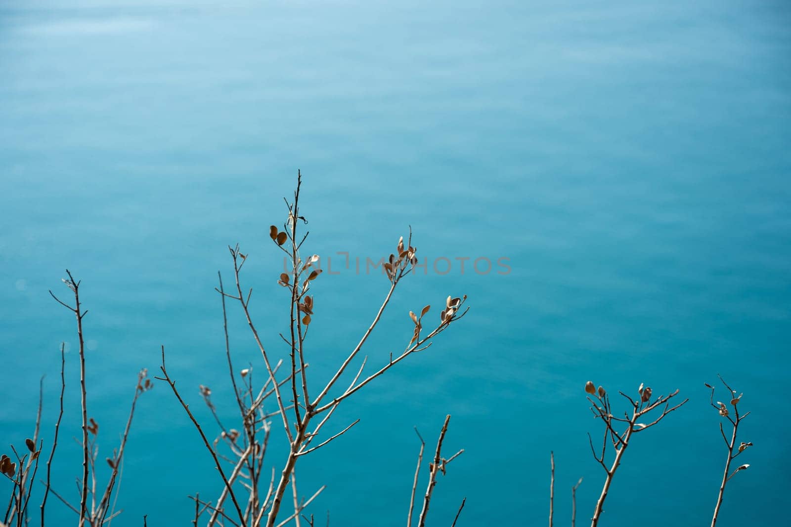 Plant branches. Blurred sea visible in the background