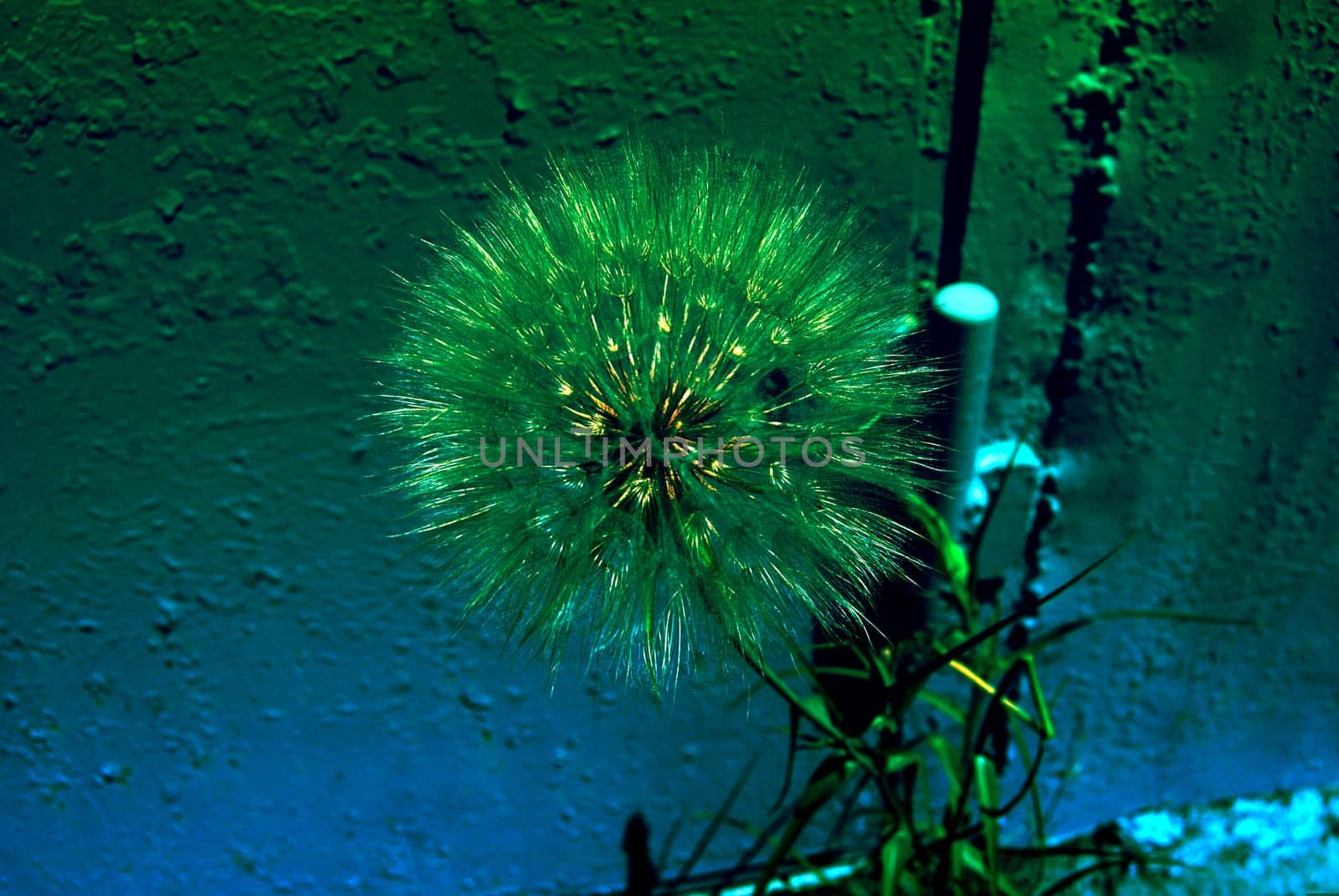 Dandelion is a perennial herbaceous plant of the Asteraceae family.