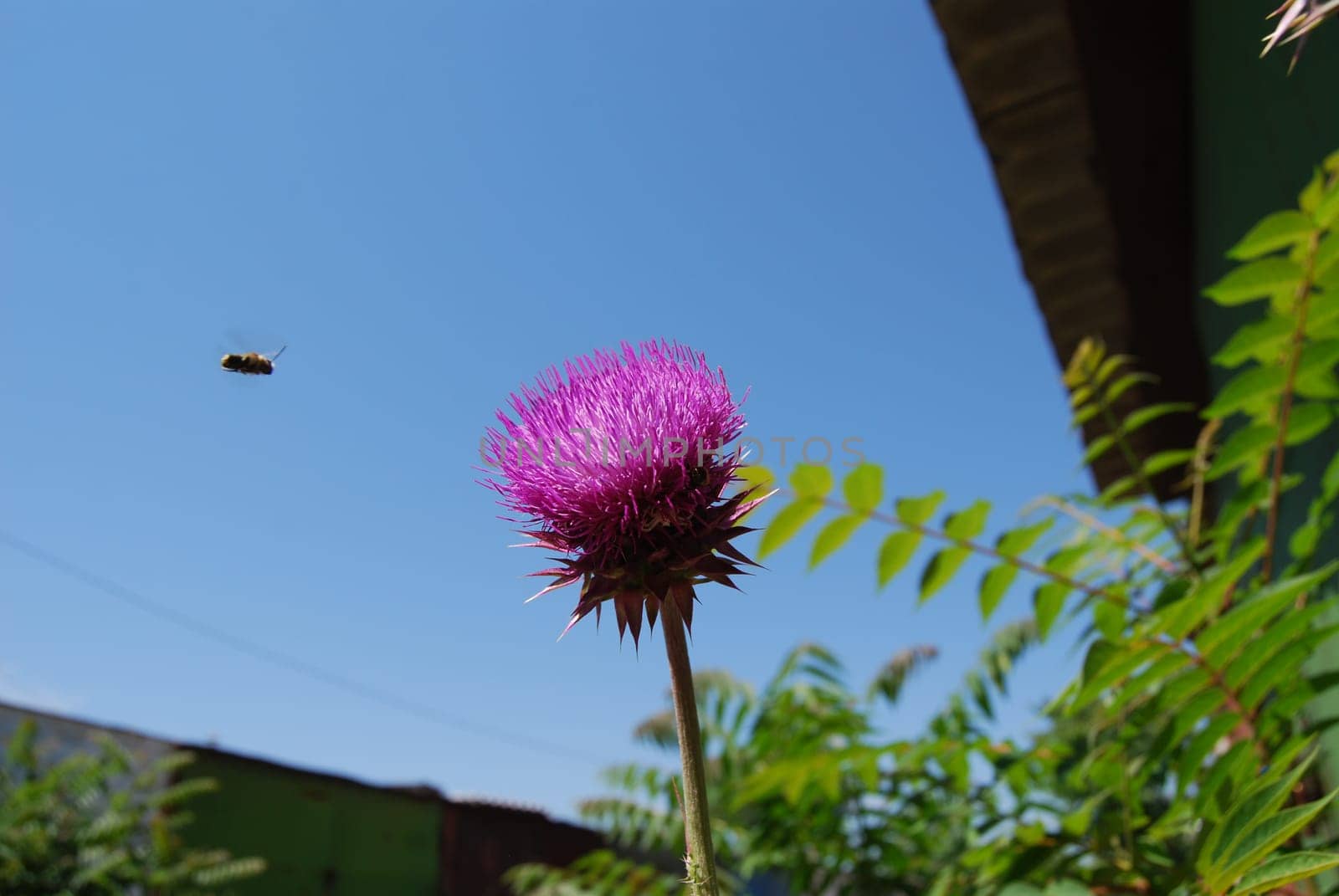 Pink flower against a background of blue sky and a flying bee.