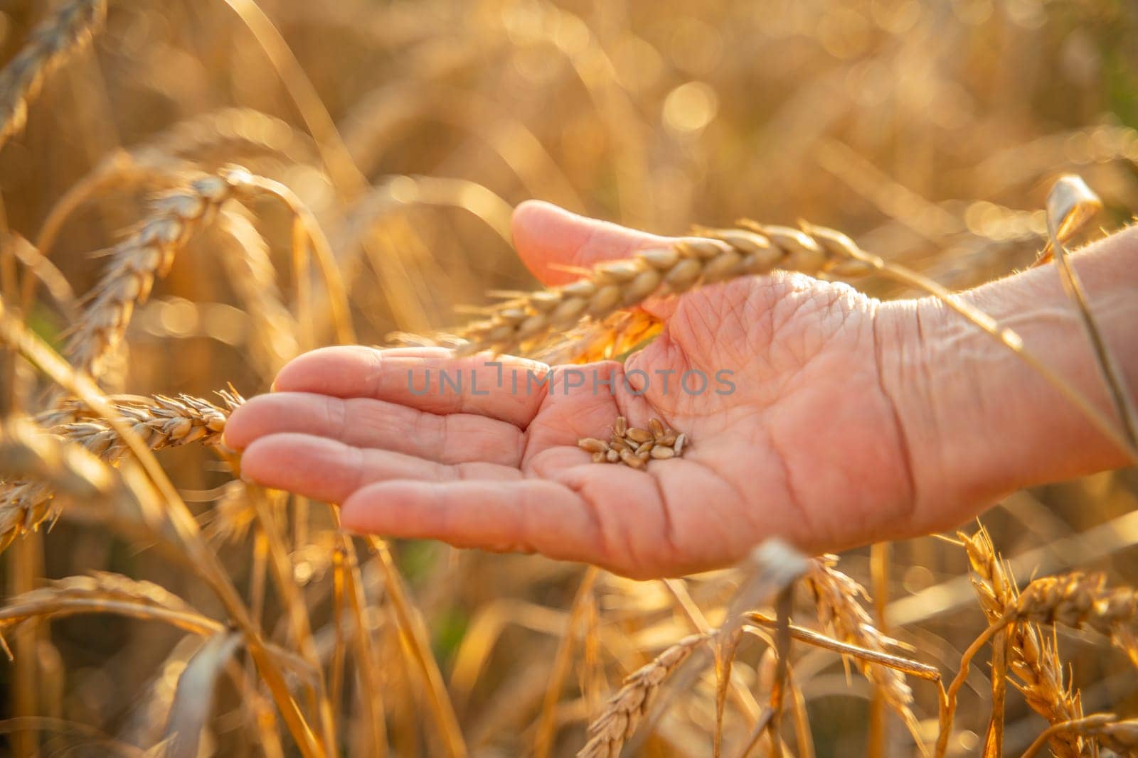 Close up of senior farmers hands holding and examining grains of wheat of wheat against a background of ears in the sunset light