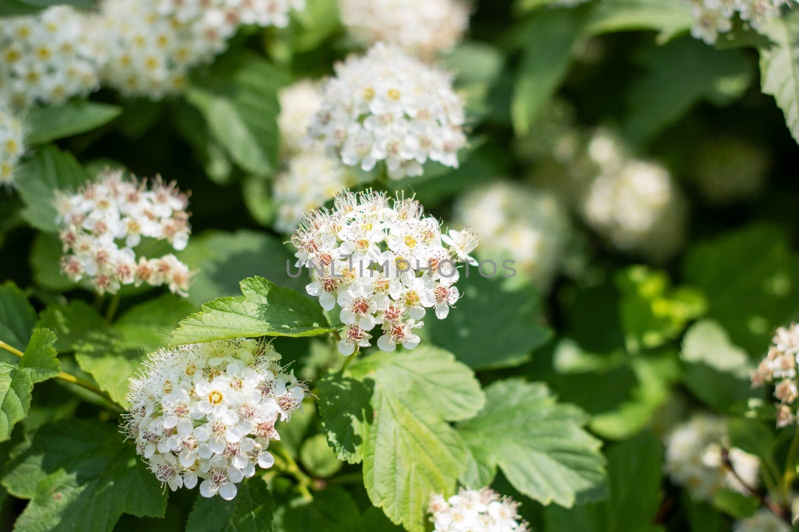 A close up view of a bush featuring white flowers and vibrant green leaves in a natural setting. The plant shows characteristics of flowering shrubs