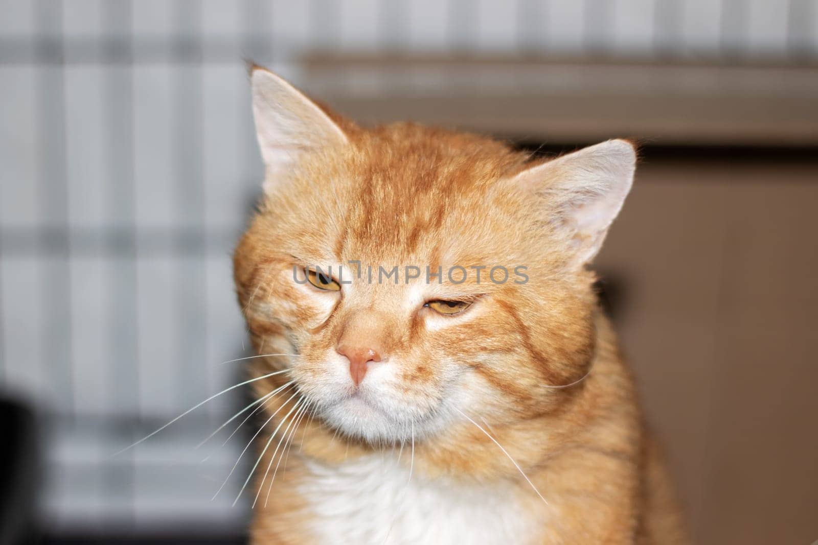 A close up photo showing an orange and white cat staring directly at the camera, displaying its whiskers, fur, and small to mediumsized cat features