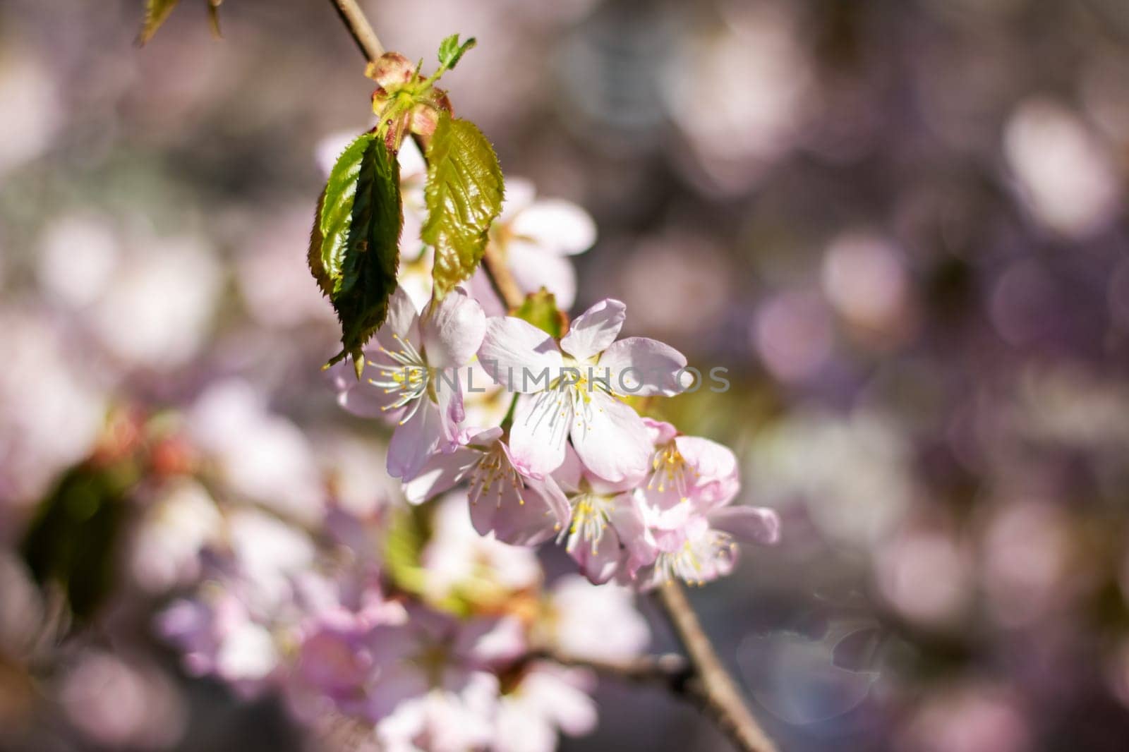 A closeup shot of the beautiful cherry blossoms on a tree branch, showcasing the delicate petals of the flowering plant in full bloom