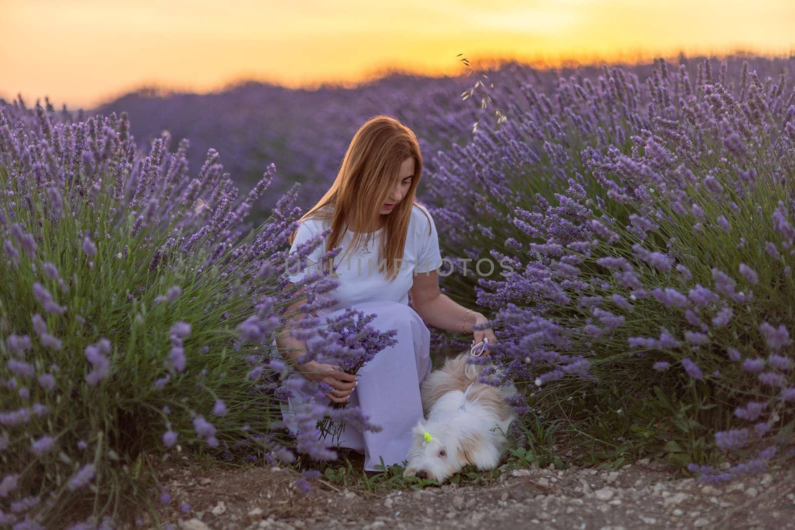 A woman sits in a field of lavender flowers with a dog by her side. The scene is peaceful and serene, with the woman and her dog enjoying the beauty of the flowers and the calming atmosphere