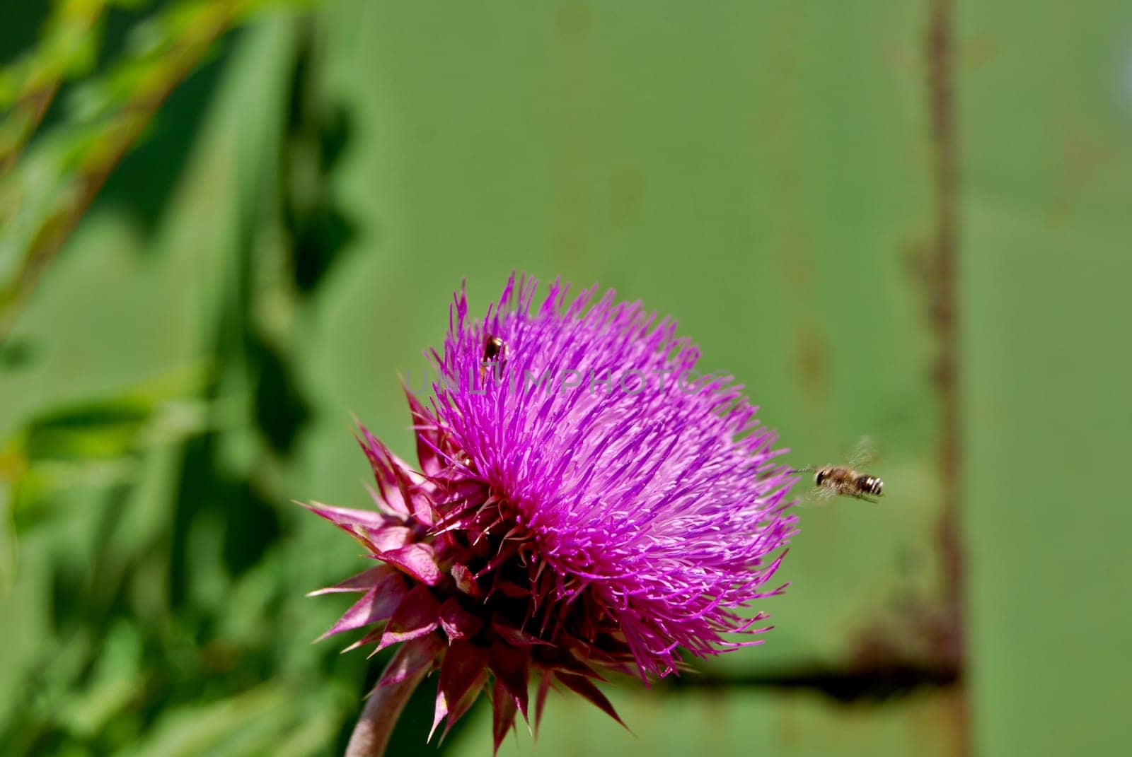 Pink flower on a green background with bokeh effect  and a flying bee.