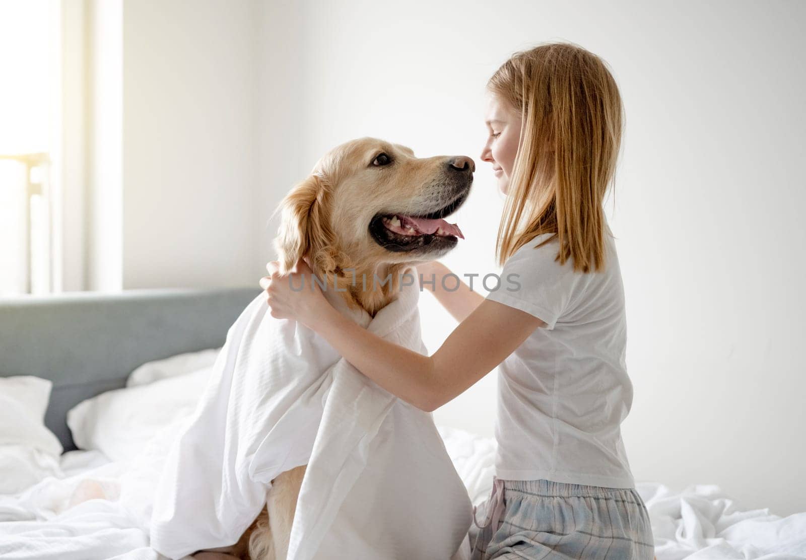 Girl Plays With Golden Retriever In Bed, Covering Him With Blanket In Bright Room In The Morning