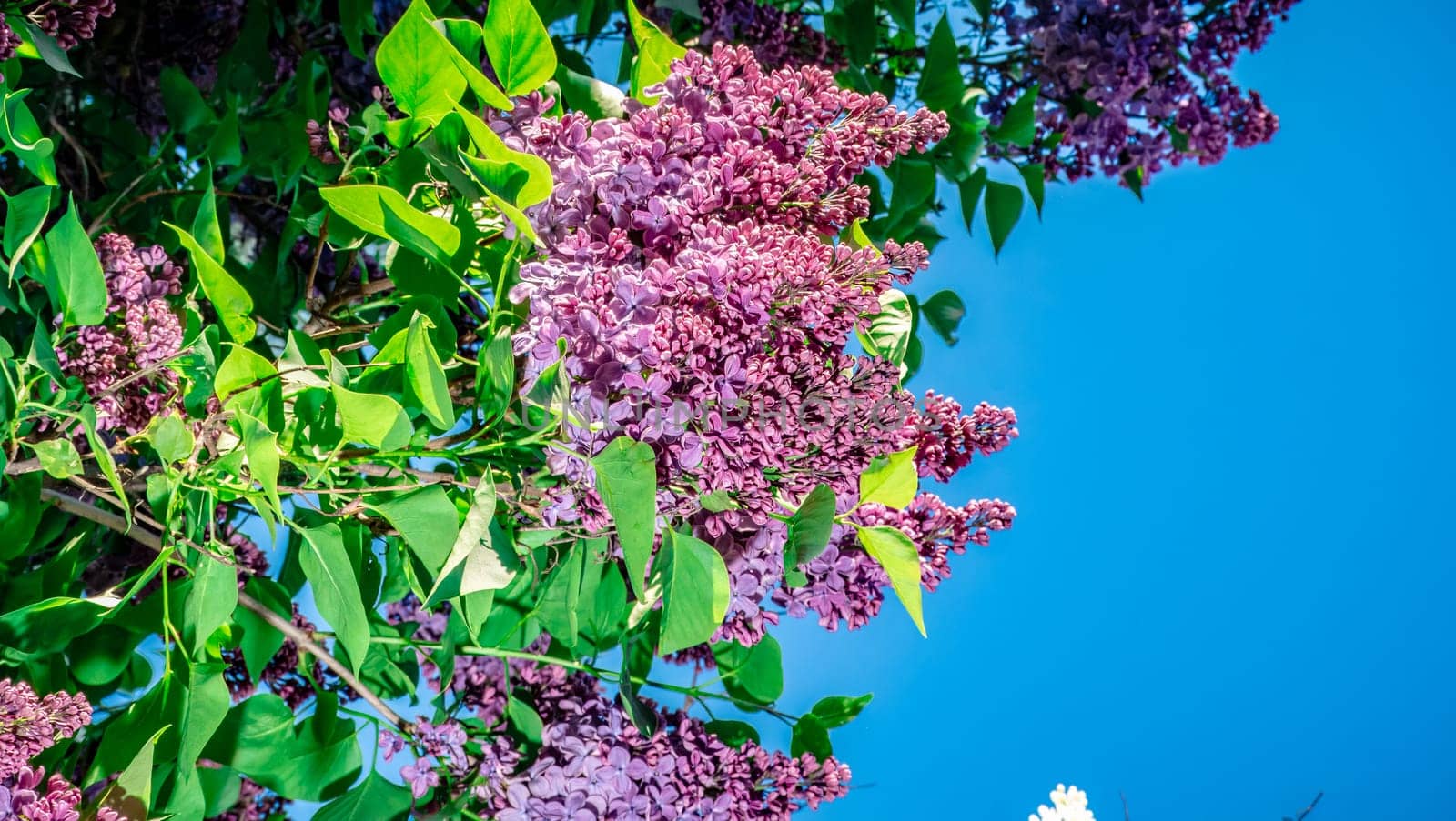 Beautiful flowering branch of lilac flowers close-up macro shot with blurry background. Spring nature floral background, pink purple lilac flowers. Greeting card banner with flowers for the holiday color