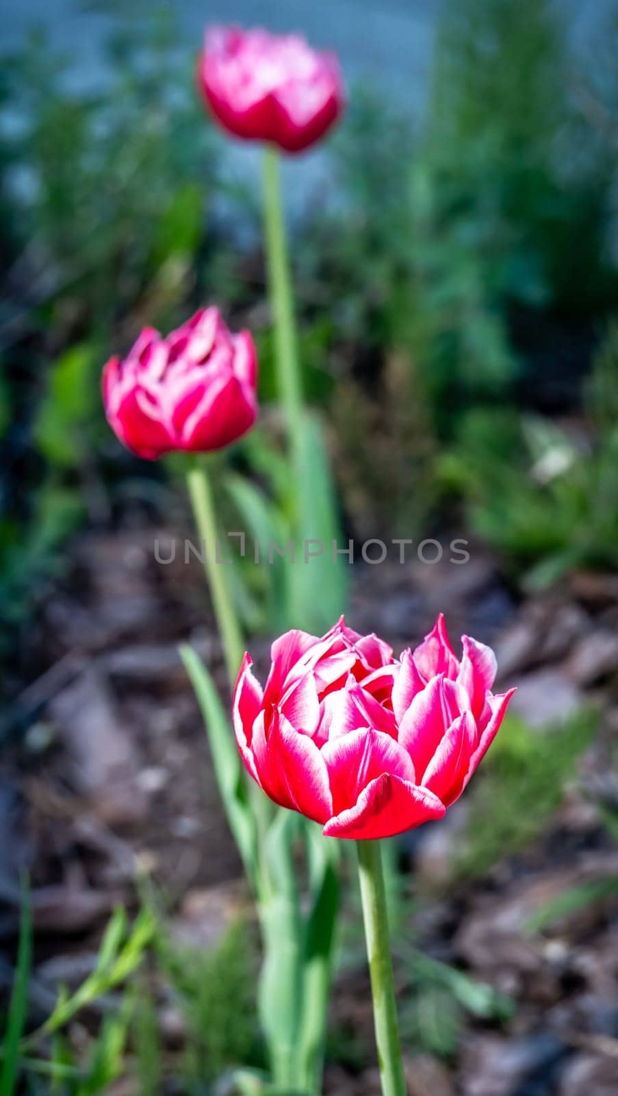 Velvet Tulip Flower color nature