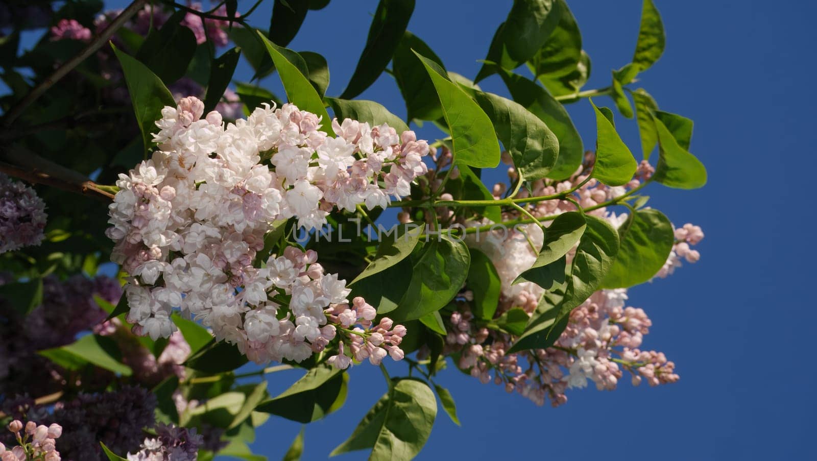 White Lilac shrub flowers blooming in spring garden. Common lilac Syringa vulgaris bush. Close-up with soft focus of a branch on a lilac tree. color nature by lempro