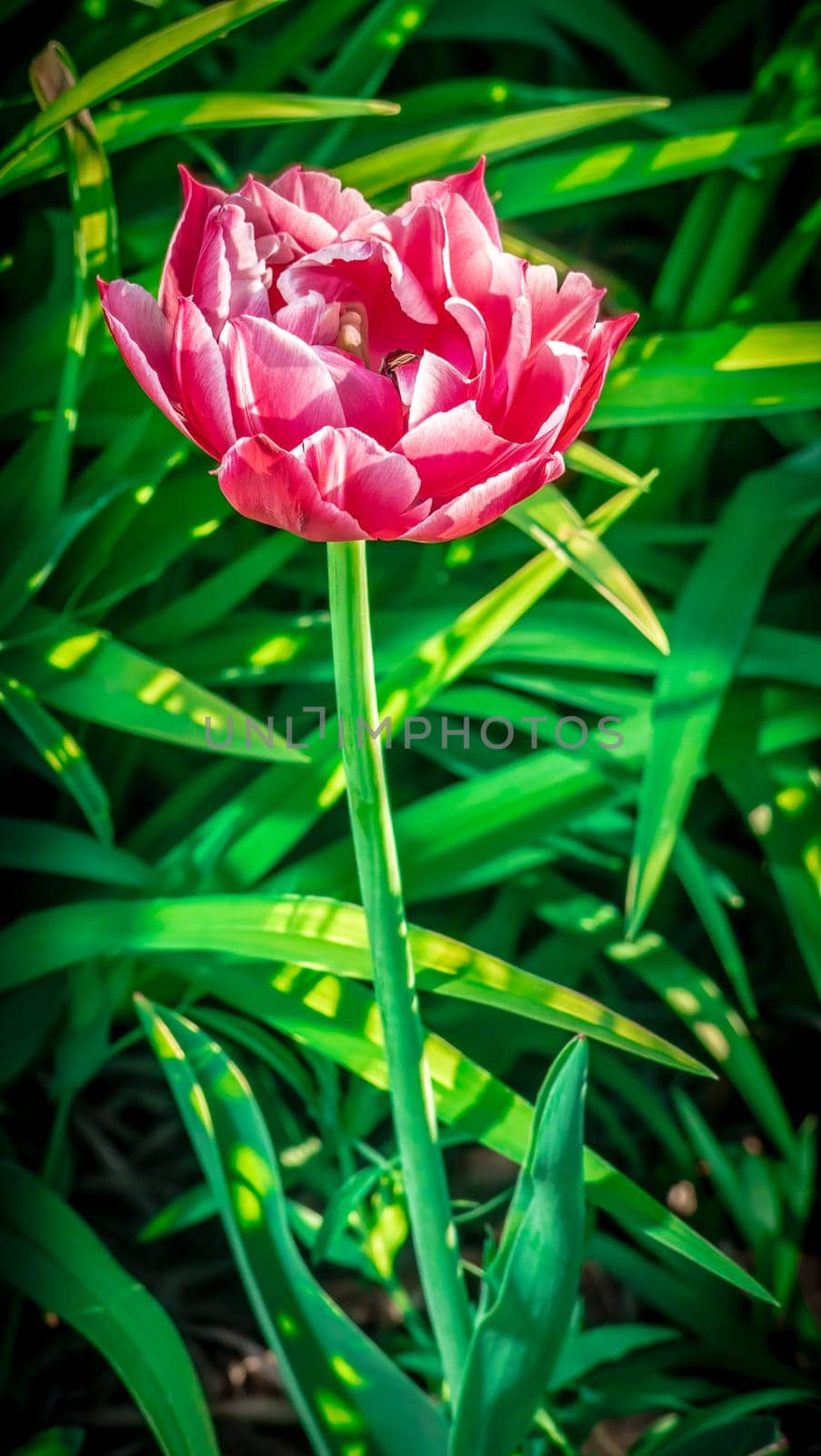 Velvet Tulip Flower color nature. by lempro