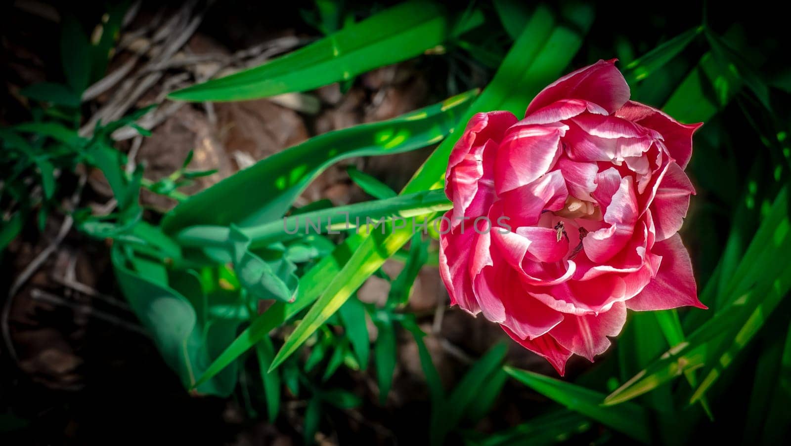 Velvet Tulip Flower color nature. by lempro