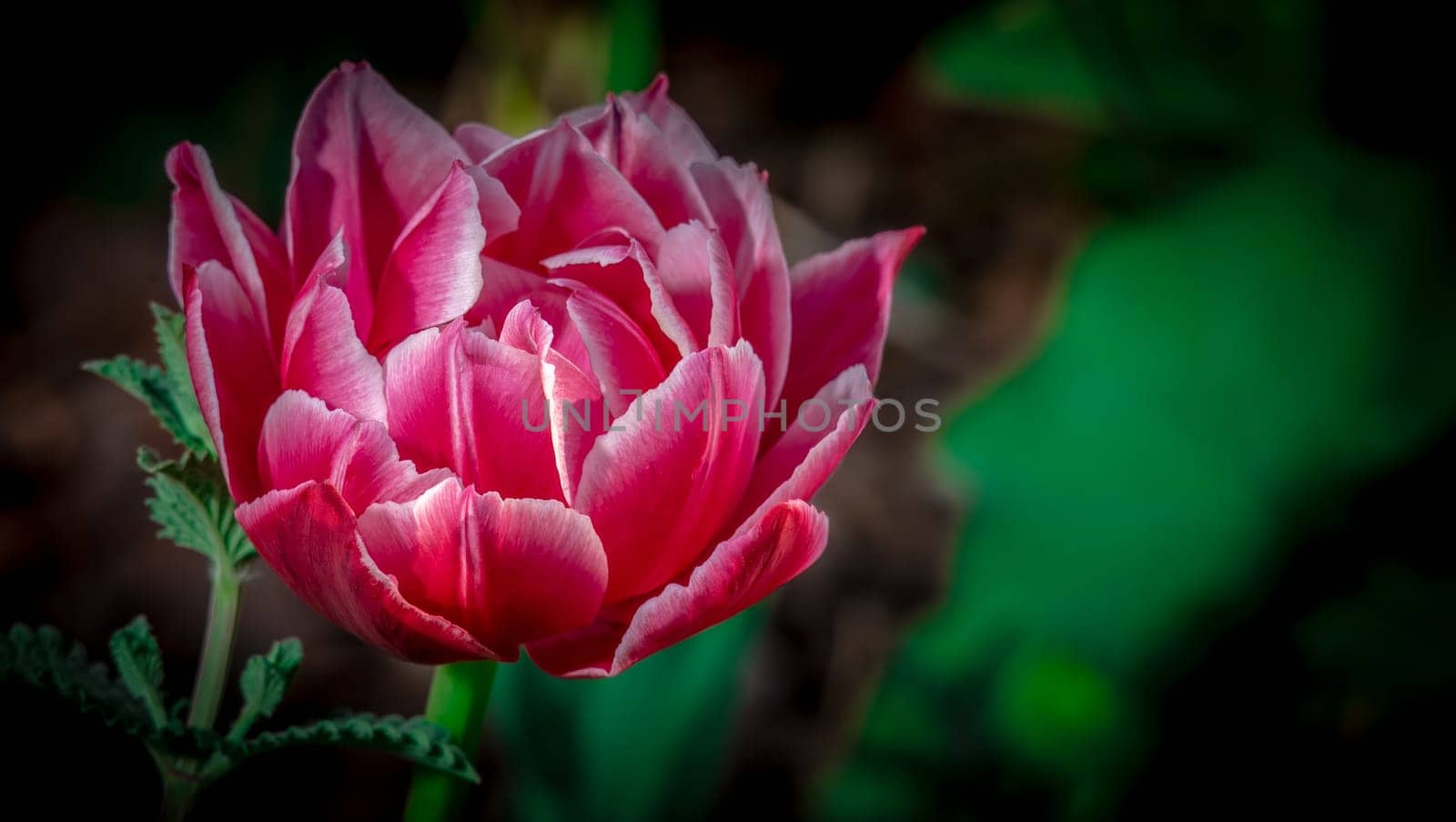 Velvet Tulip Flower color nature. by lempro