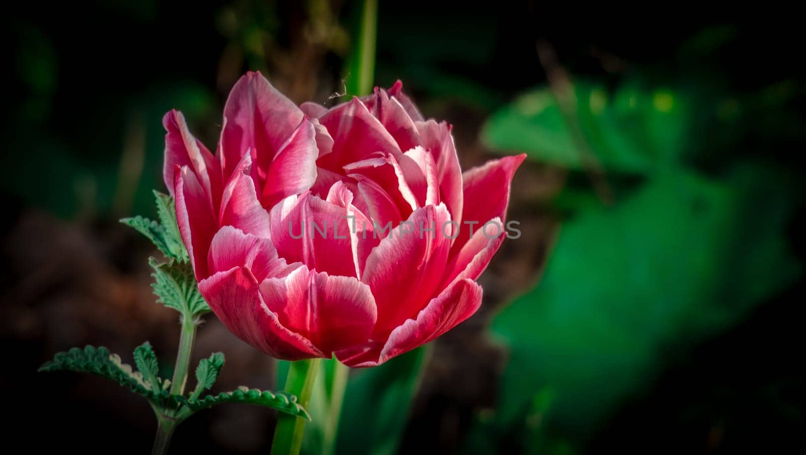 Velvet Tulip Flower color nature. by lempro