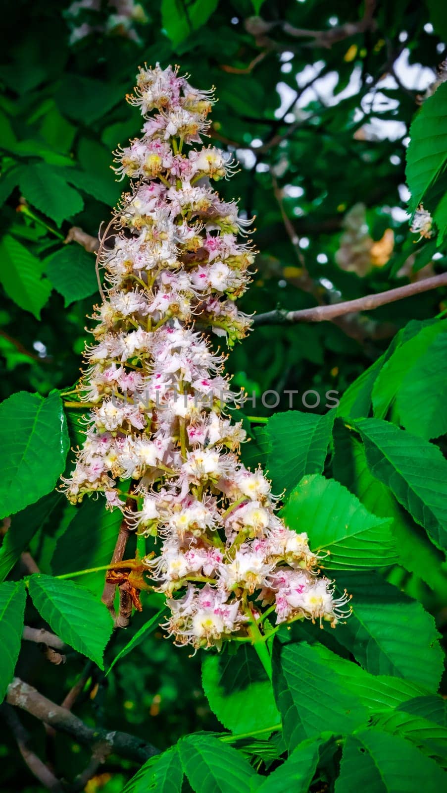 Chestnuts blooming flowers on the green branches. Spring season trees and plants