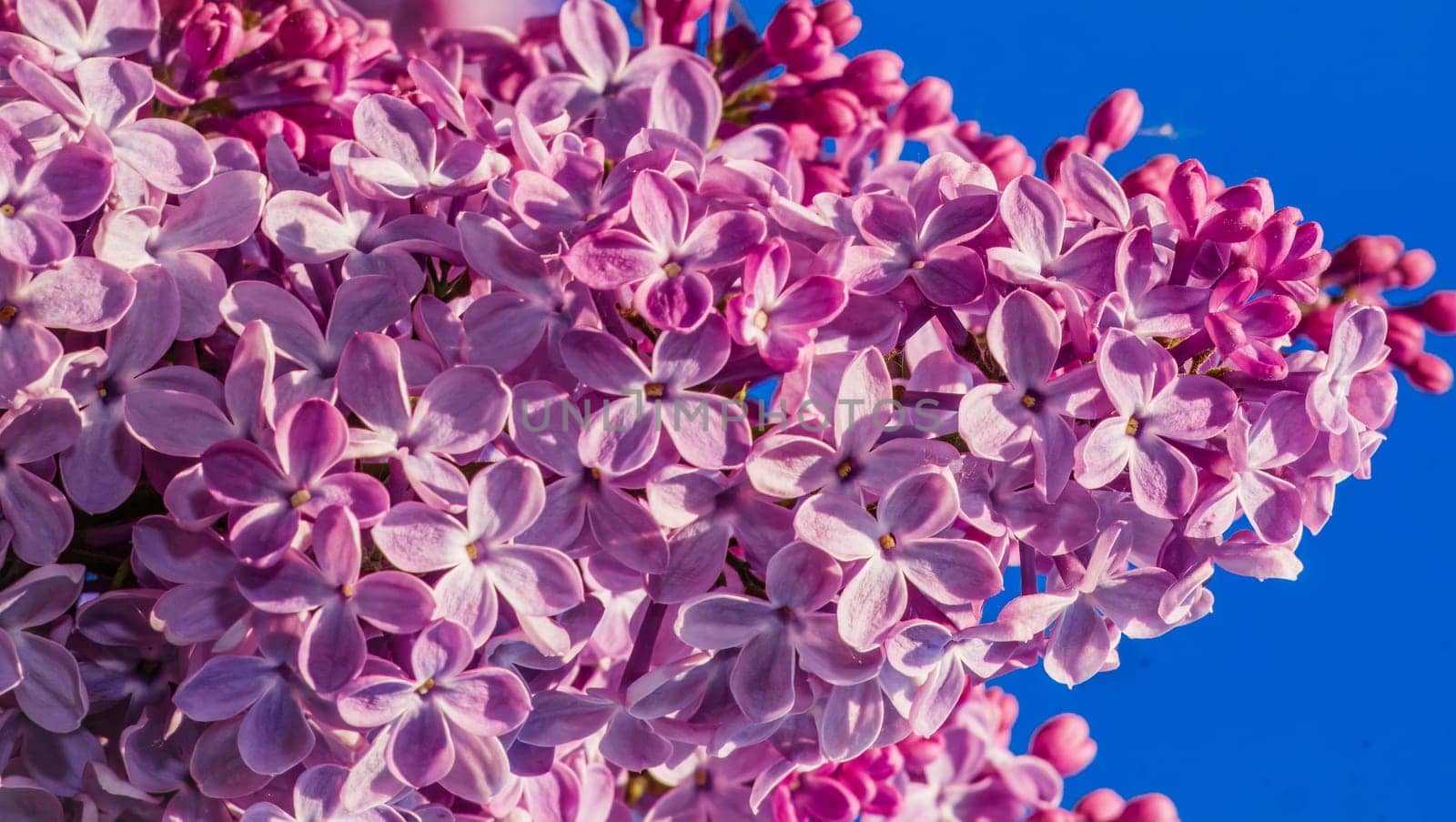 Beautiful flowering branch of lilac flowers close-up macro shot with blurry background. Spring nature floral background, pink purple lilac flowers. Greeting card banner with flowers for the holiday by lempro