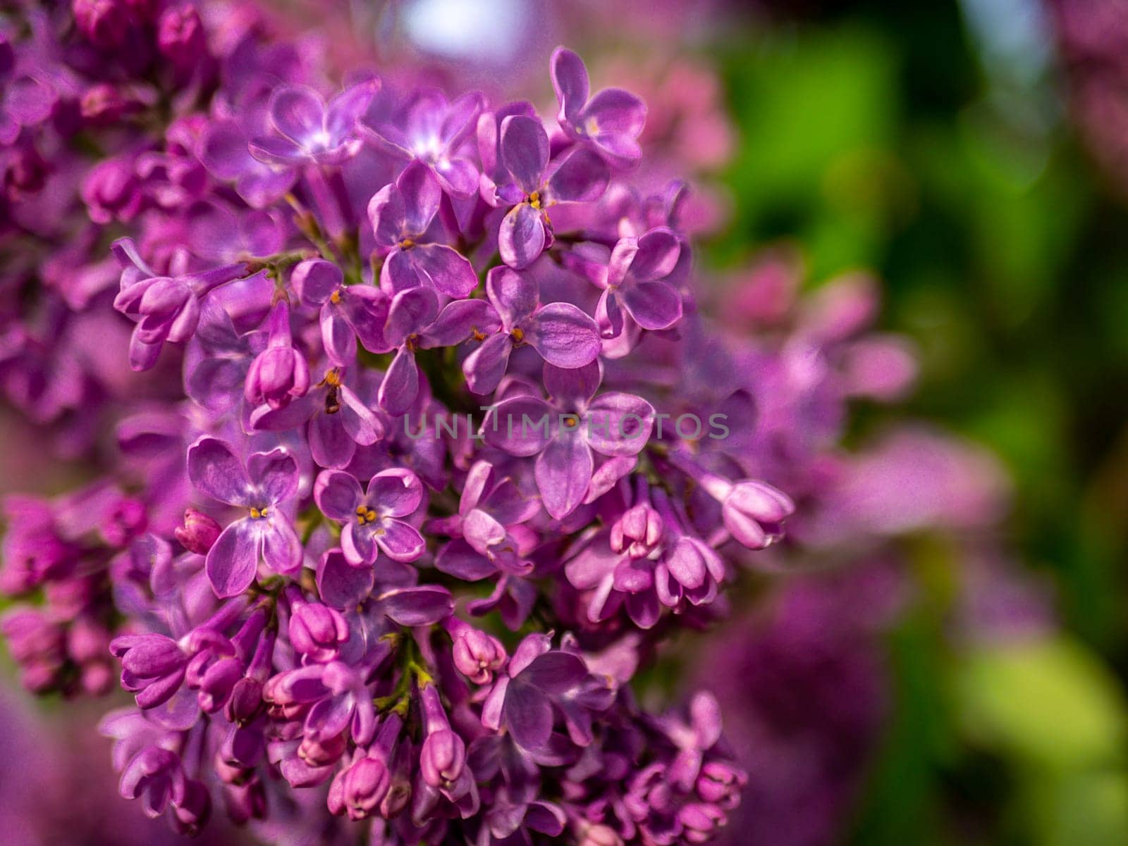 Beautiful flowering branch of lilac flowers close-up macro shot with blurry background. Spring nature floral background, pink purple lilac flowers. Greeting card banner with flowers for the holiday color