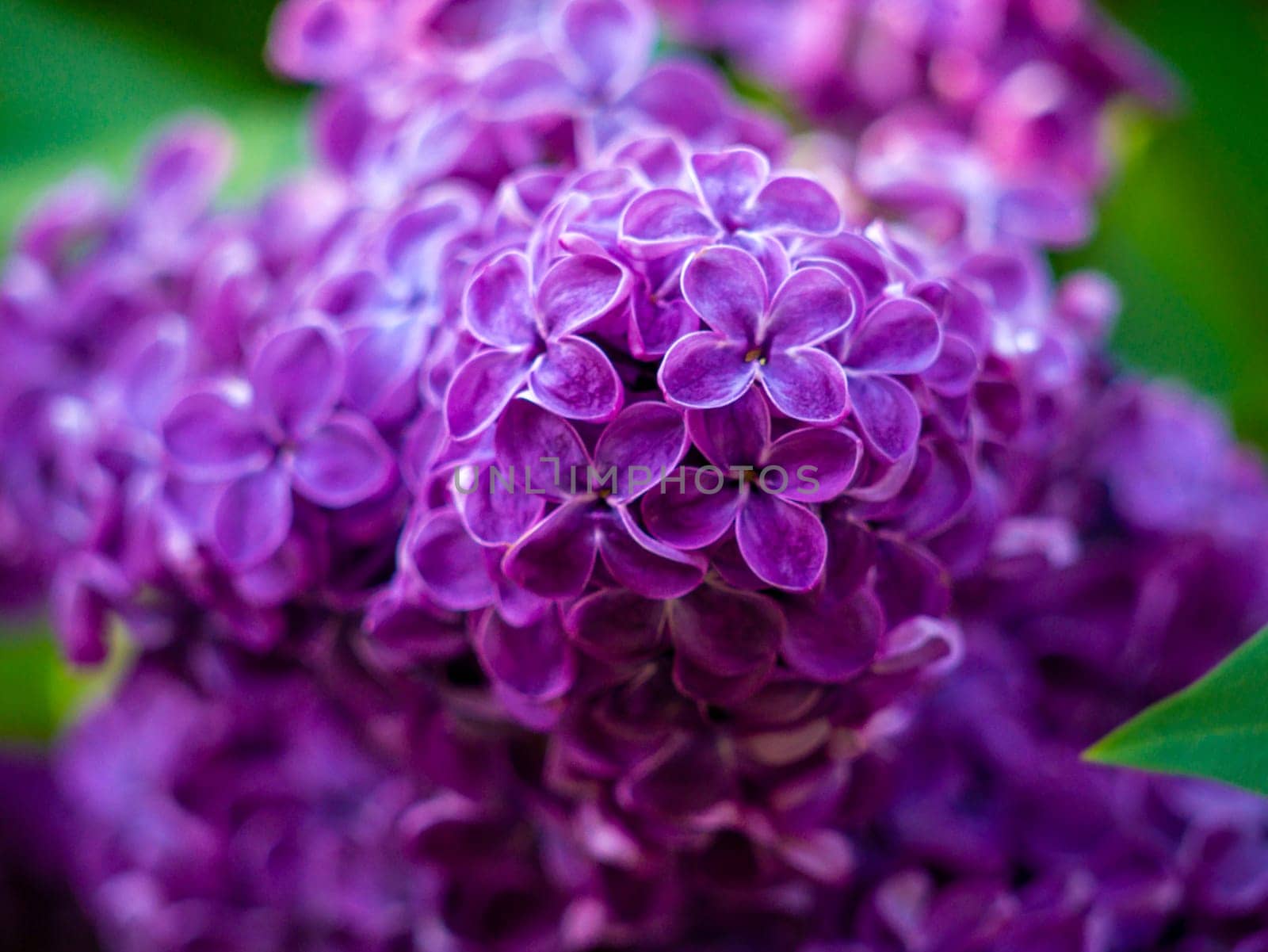 Beautiful flowering branch of lilac flowers close-up macro shot with blurry background. Spring nature floral background, pink purple lilac flowers. Greeting card banner with flowers for the holiday by lempro