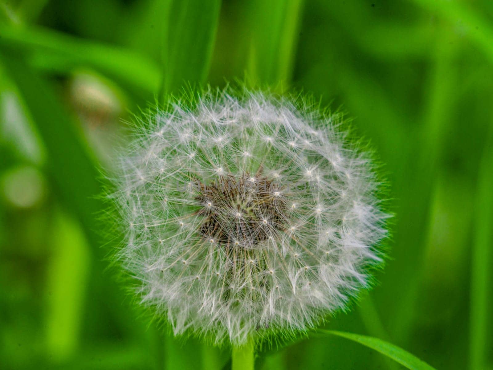 Dandelion close-up, on a blurred background. color nature