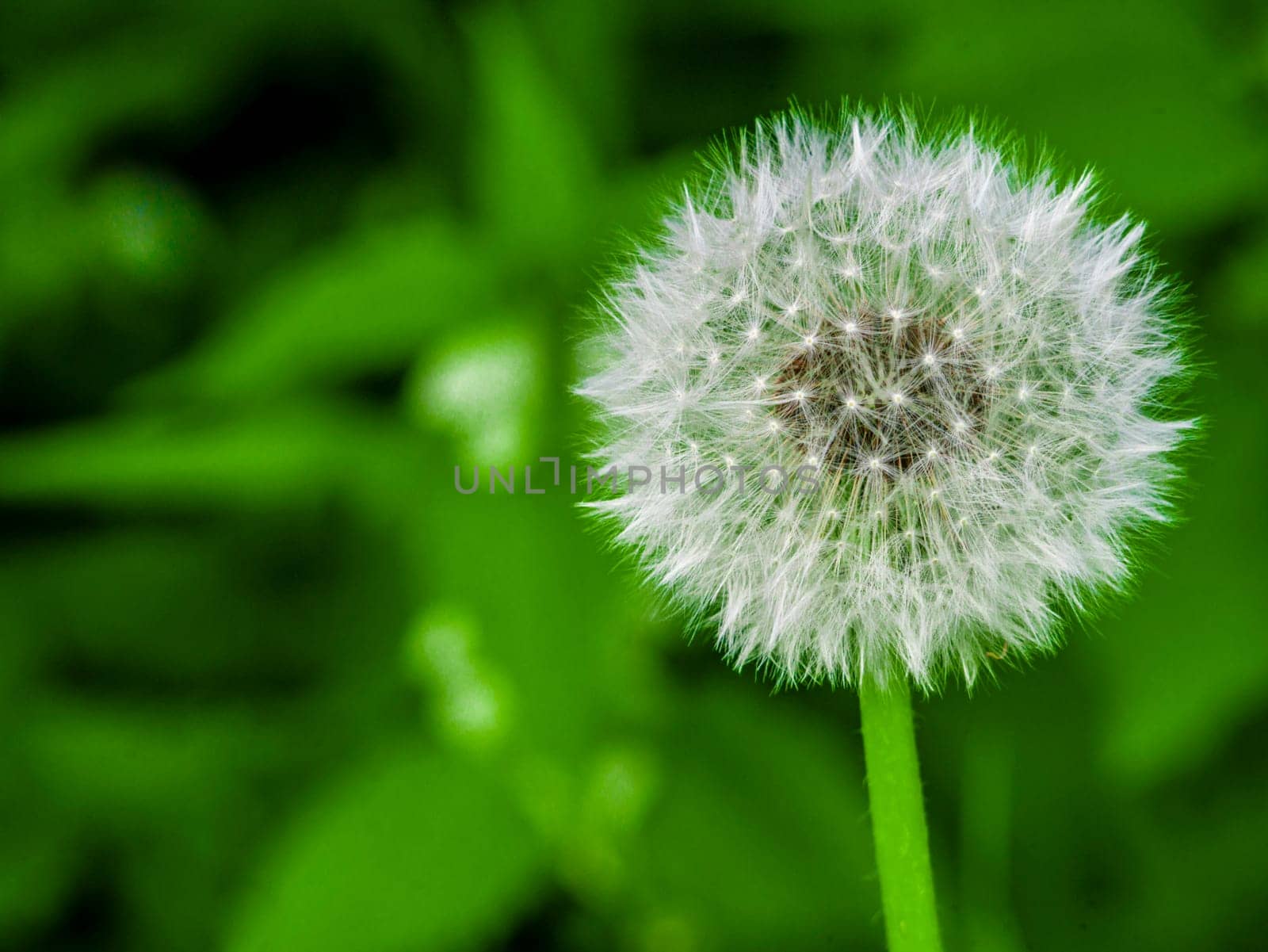 Dandelion close-up, on a blurred background. color nature