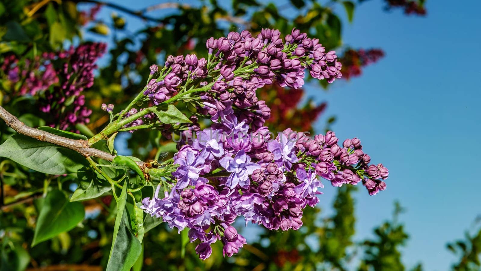 Beautiful flowering branch of lilac flowers close-up macro shot with blurry background. Spring nature floral background, pink purple lilac flowers. Greeting card banner with flowers for the holiday by lempro