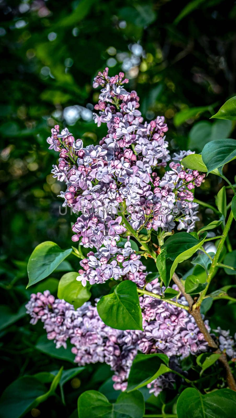 Beautiful flowering branch of lilac flowers close-up macro shot with blurry background. Spring nature floral background, pink purple lilac flowers. Greeting card banner with flowers for the holiday by lempro