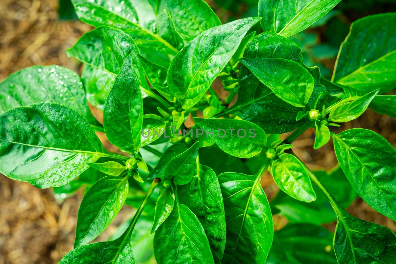 Green pepper plant close-up. View from above.
