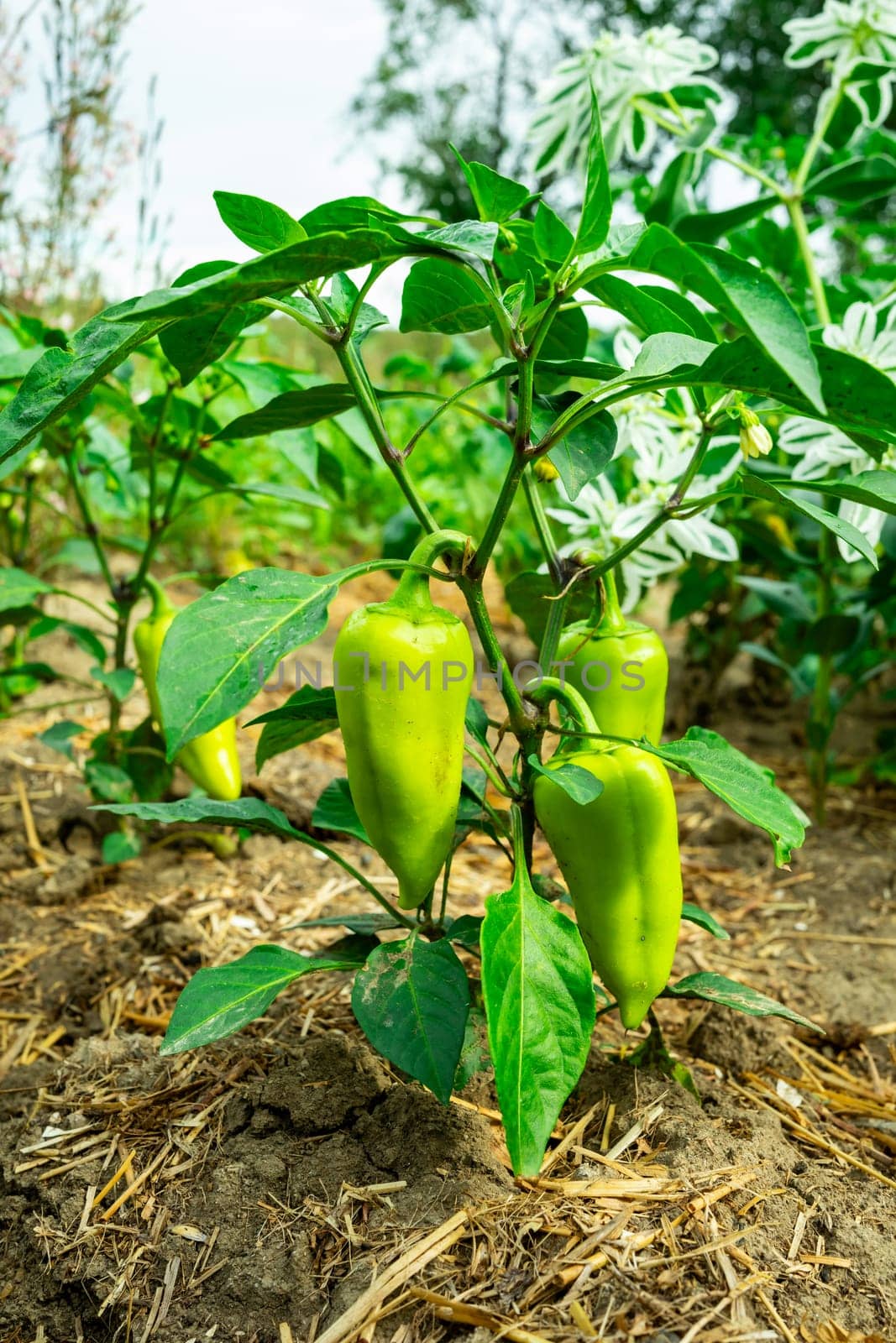 Cultivation of green pepper. Several pepper fruits on a green bush.