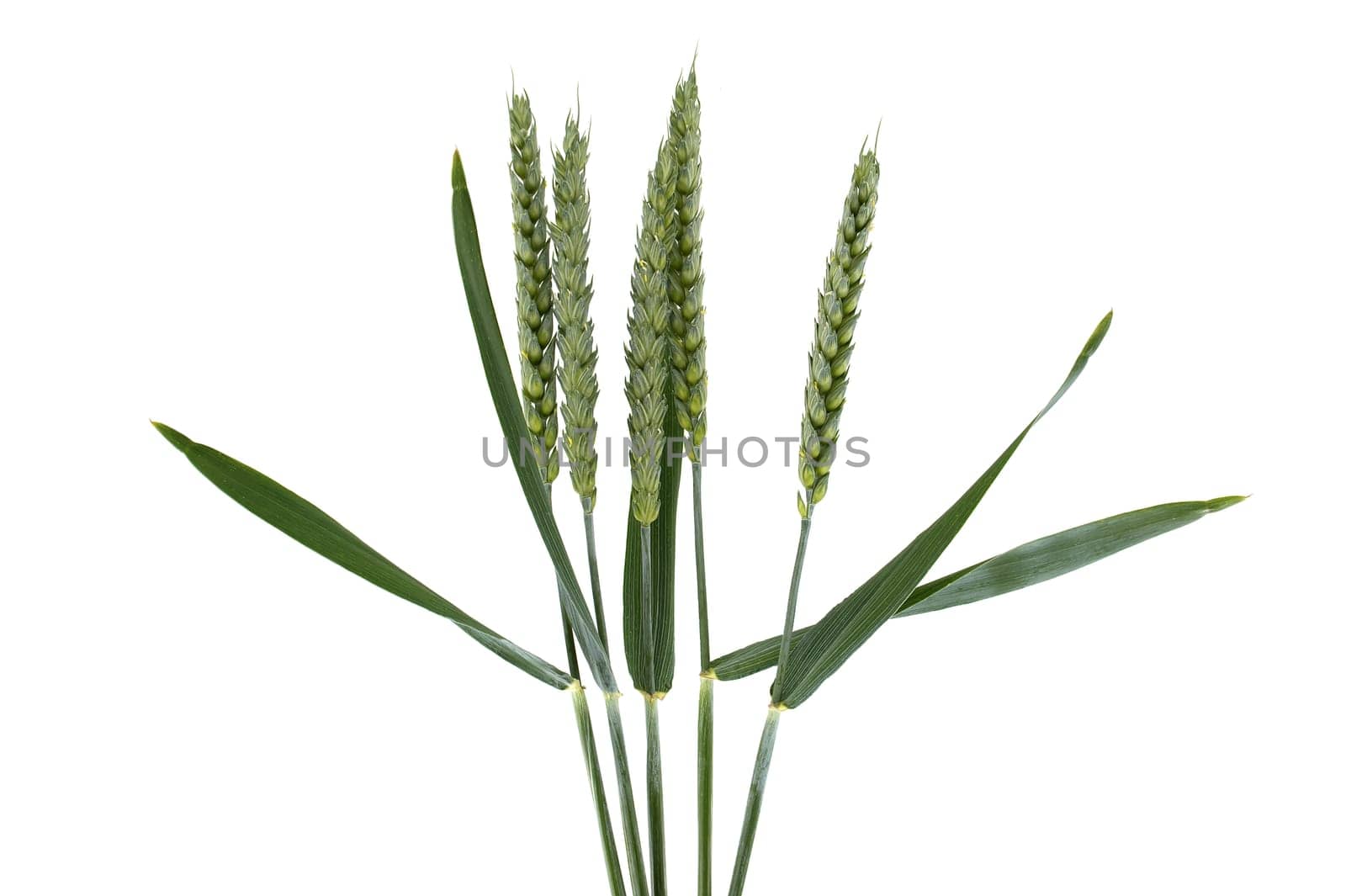 Close-up of green wheat stems against a white background with ample copy space. Ideal for agricultural, botanical, and nature themes