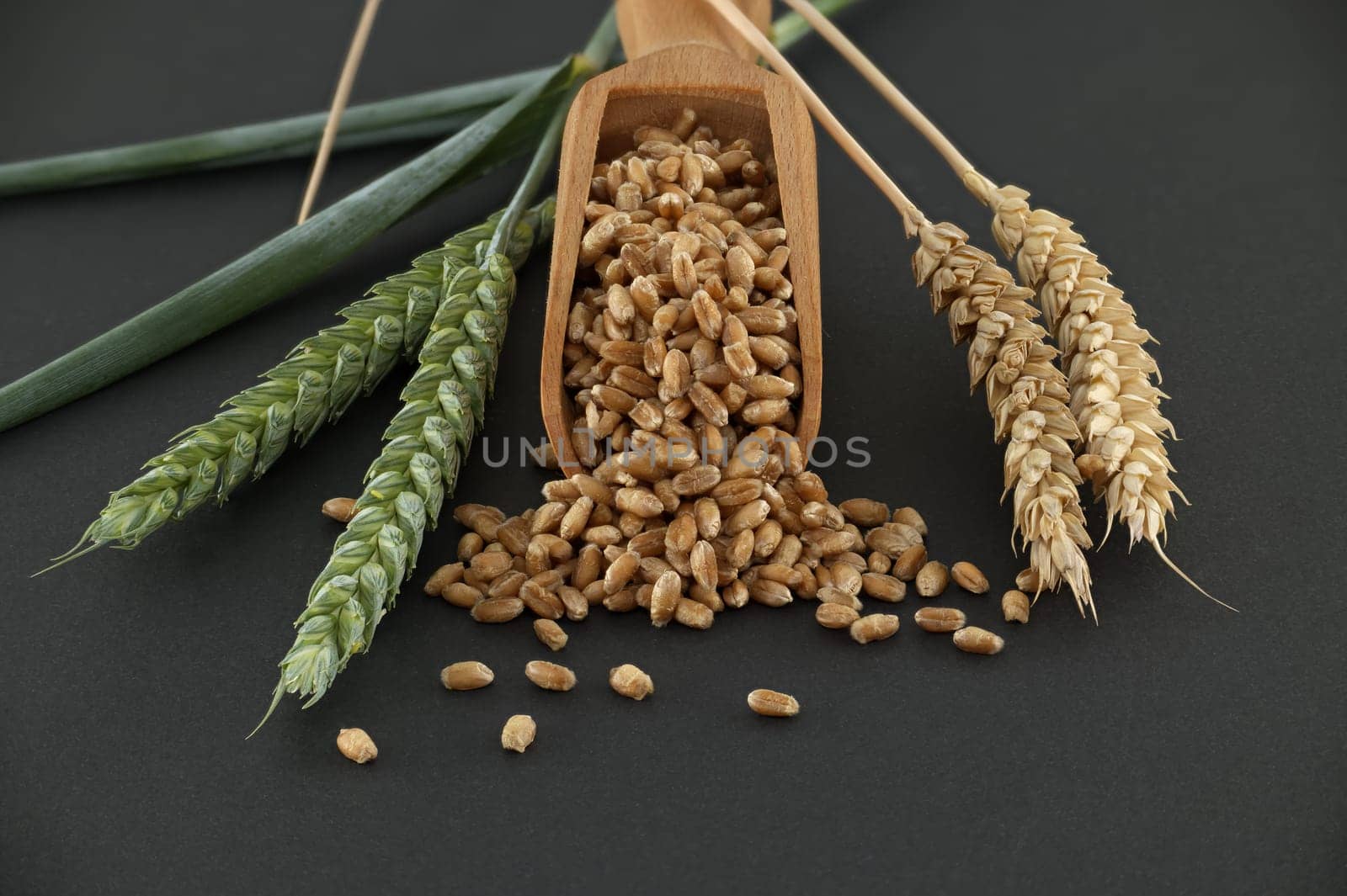 Close-up of a scooper filled with wheat grains, positioned next to wheat ears on a black background. Perfect for agricultural and food industry themes