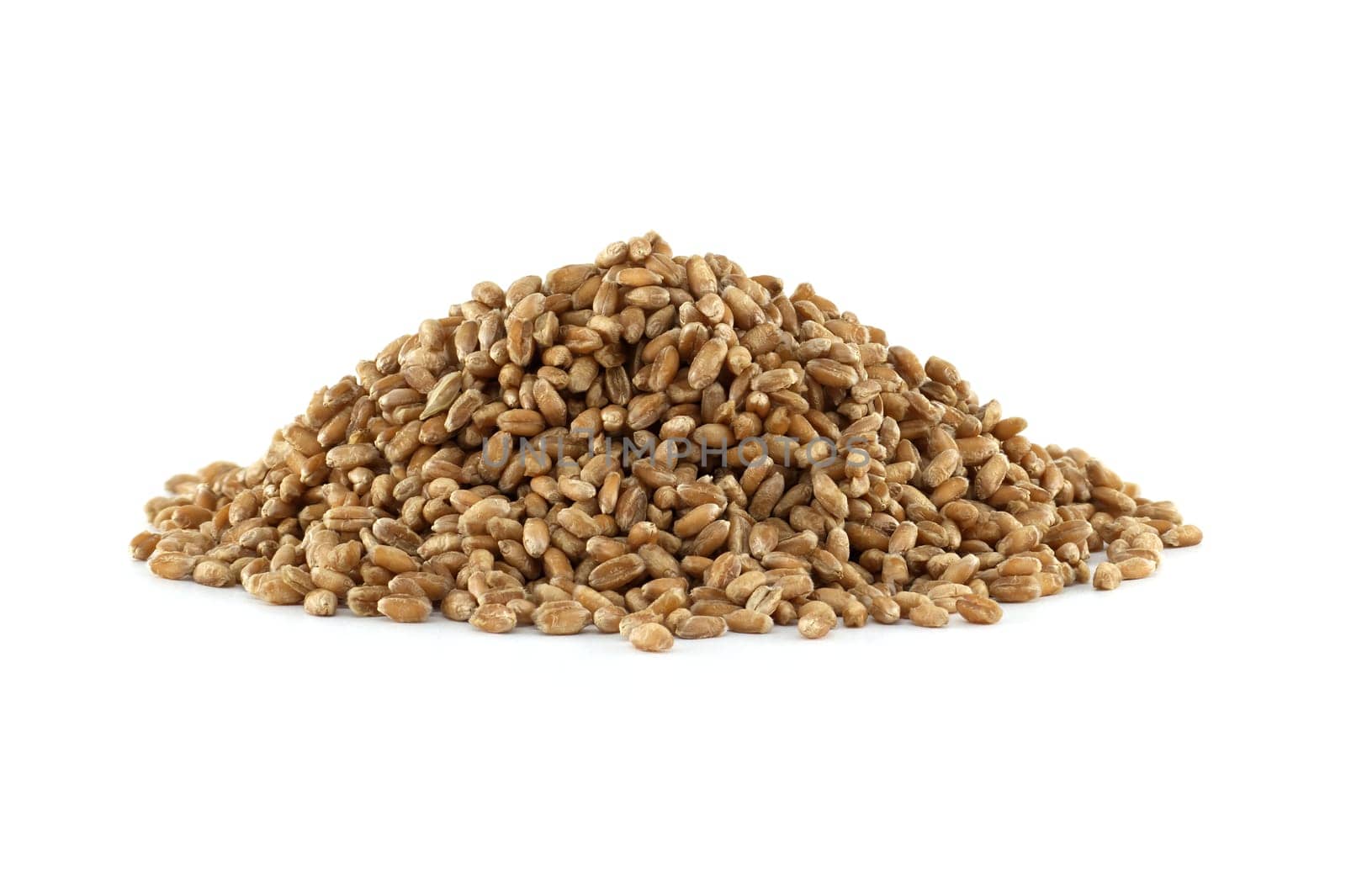 Closeup pile of wheat grains for natural food isolated on white background, agriculture and organic farming concepts