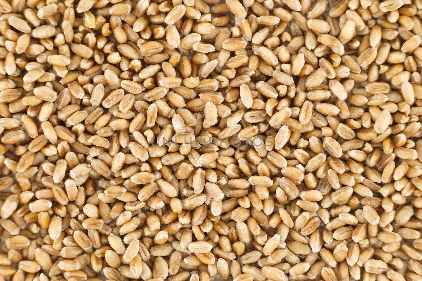 Detailed close-up image of wheat grains perfect for natural food, agriculture and organic farming concepts.