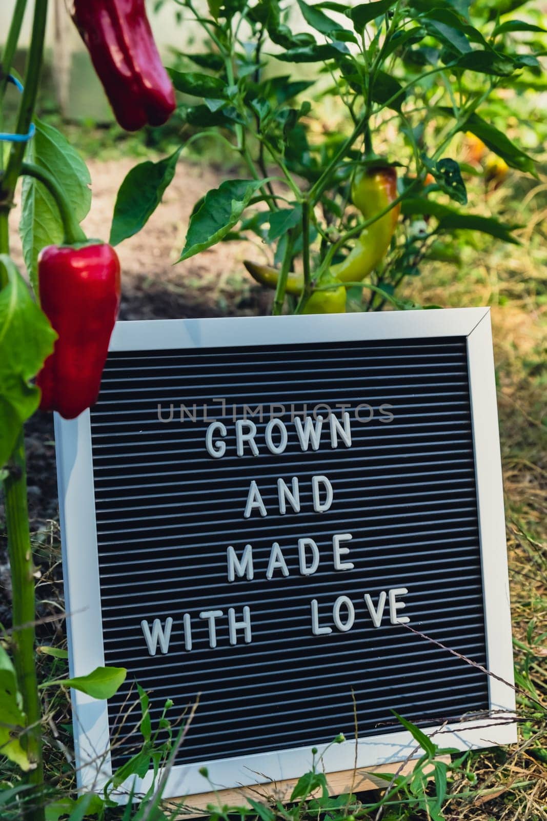 GROWN AND MADE WITH LOVE message on background of fresh eco-friendly bio grown bell pepper in garden. Countryside food production concept. Locally produce harvesting. Sustainability and responsibility