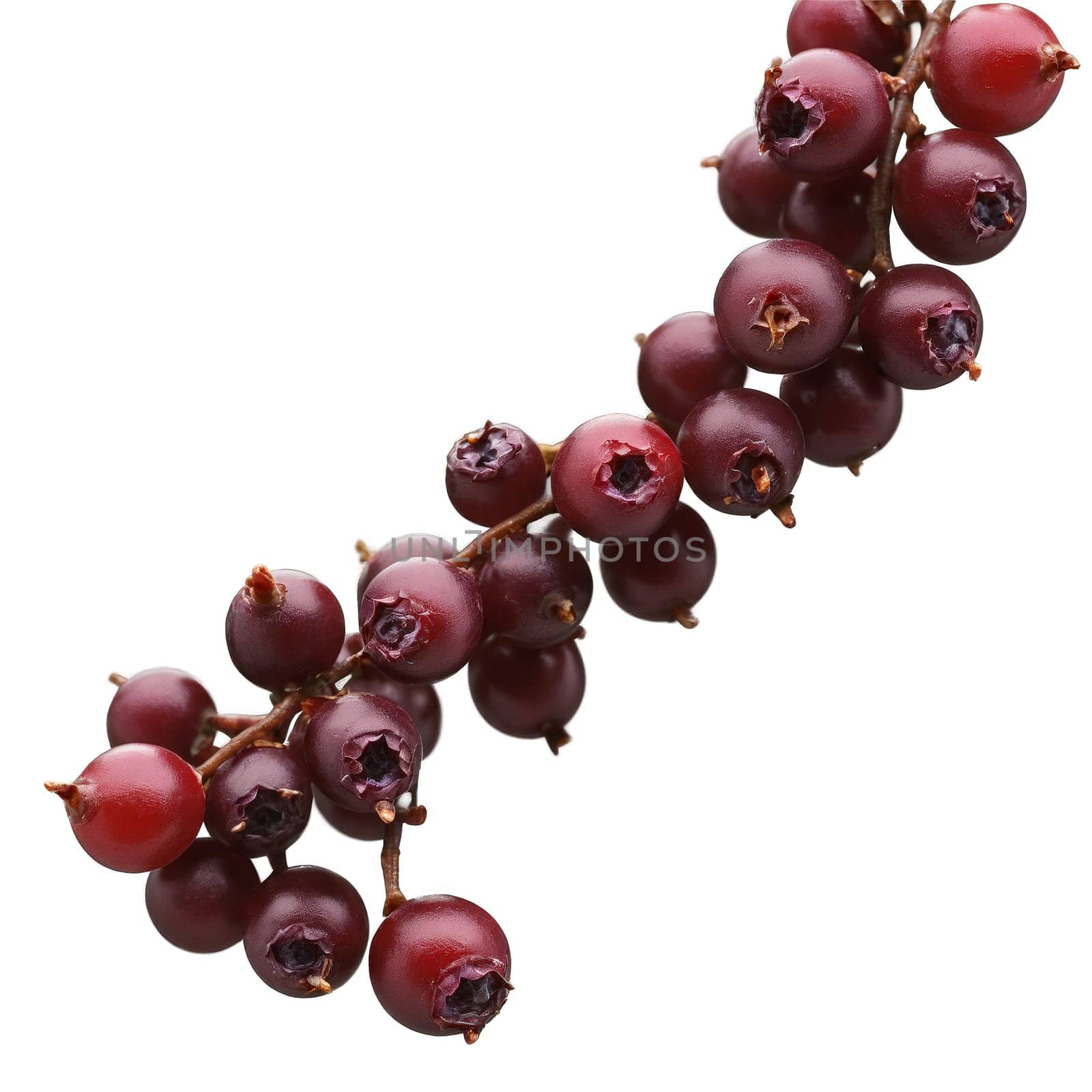 Salal Berries dark purple salal berries forming a wave pattern with some berries falling. Food isolated on transparent background.