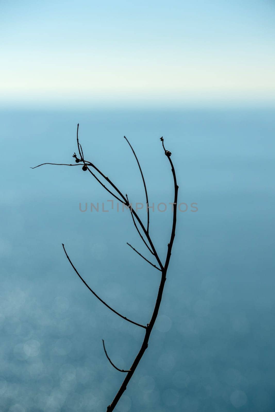 Plant branches. Blurred sea visible in the background by Sonat