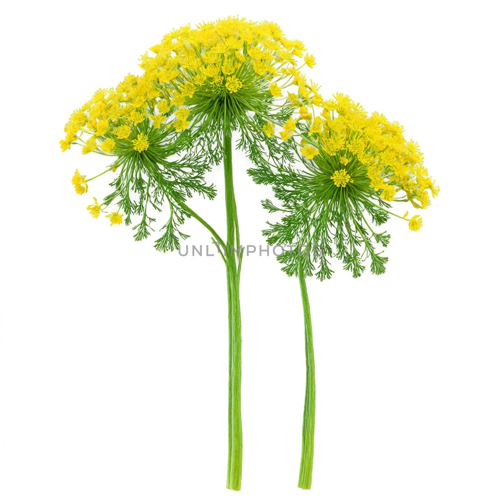 Dill Plant feathery green leaves and umbels of small yellow flowers Anethum graveolens Final image. Plants isolated on transparent background.