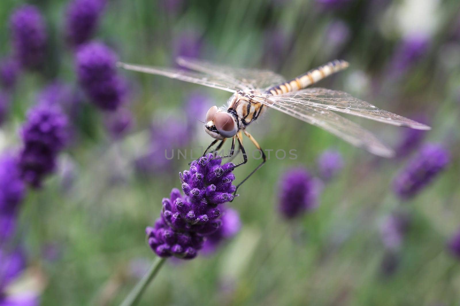 Golden dragonfly perched on a thin stalk in a field of lavender flowers.