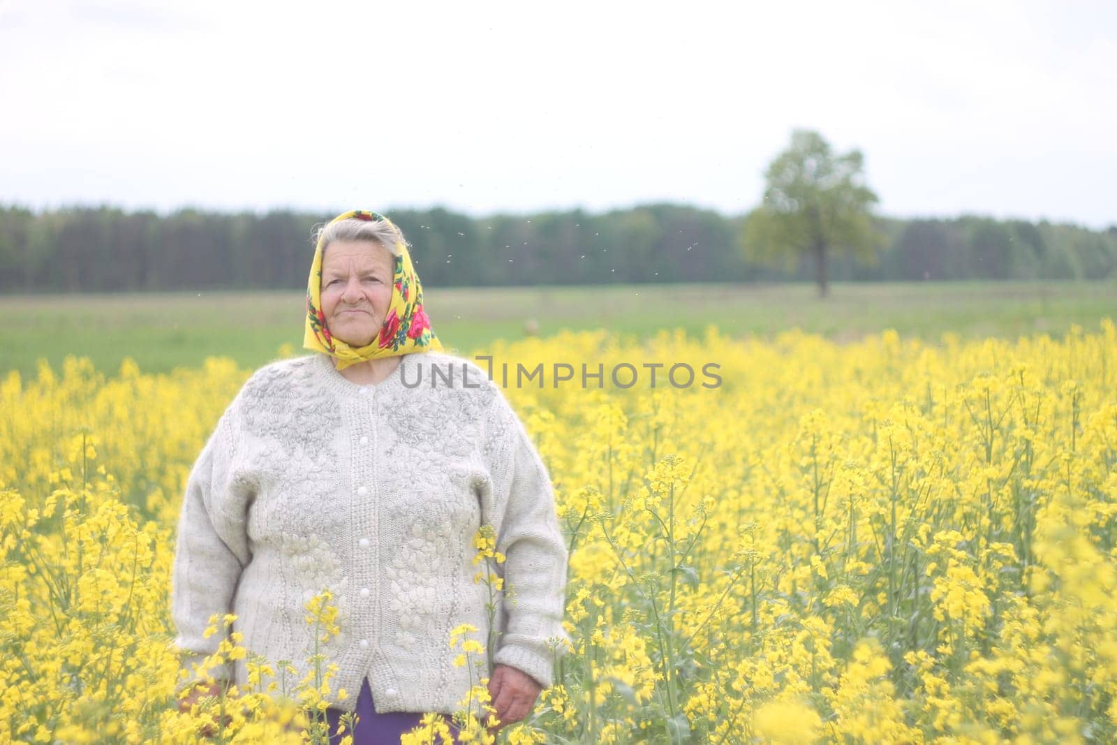 An old woman in yellow headcrarf and purple scirt enjoying a walk in the open air. Photo in the field full of yellow flowers . High quality photo