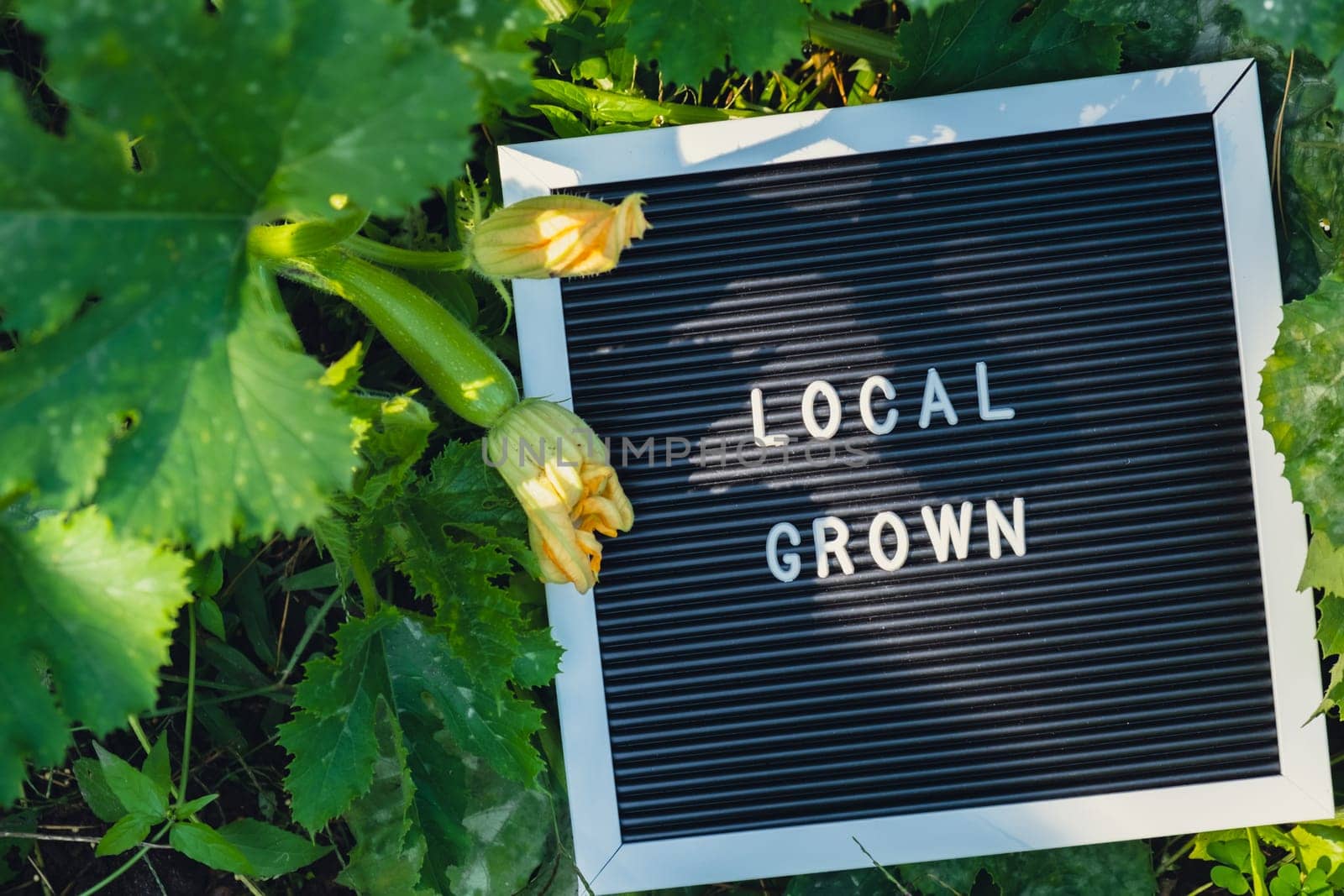 Letter board with text LOCAL GROWN on background of garden bed with zucchini. Organic farming, produce local vegetables concept. Supporting local farmers. Seasonal market