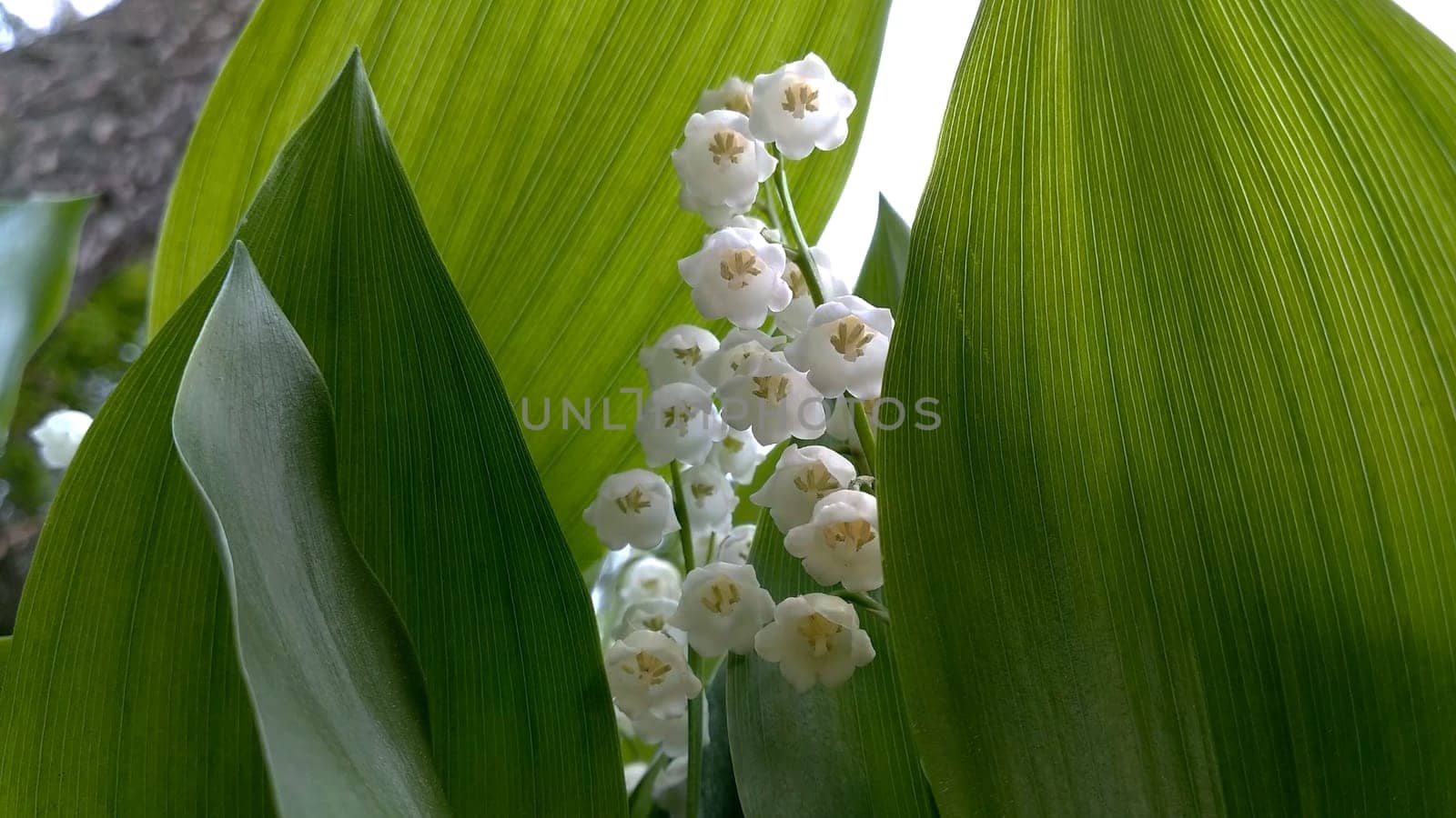 Lily of valley flower. White bell flower. Background close-up macro shot. Natural natural background with blooming lily of valley flowers. Mothers Day. Lily of valley blooms in the spring forest