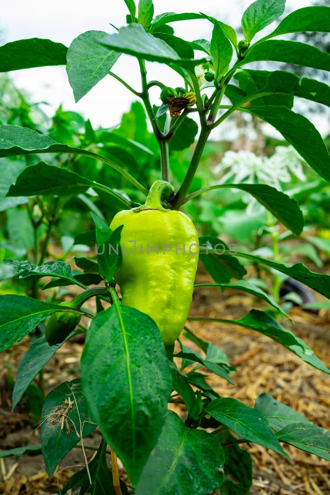 A large green pepper grows on a plant. Ecologically clean cultivation of pepper.