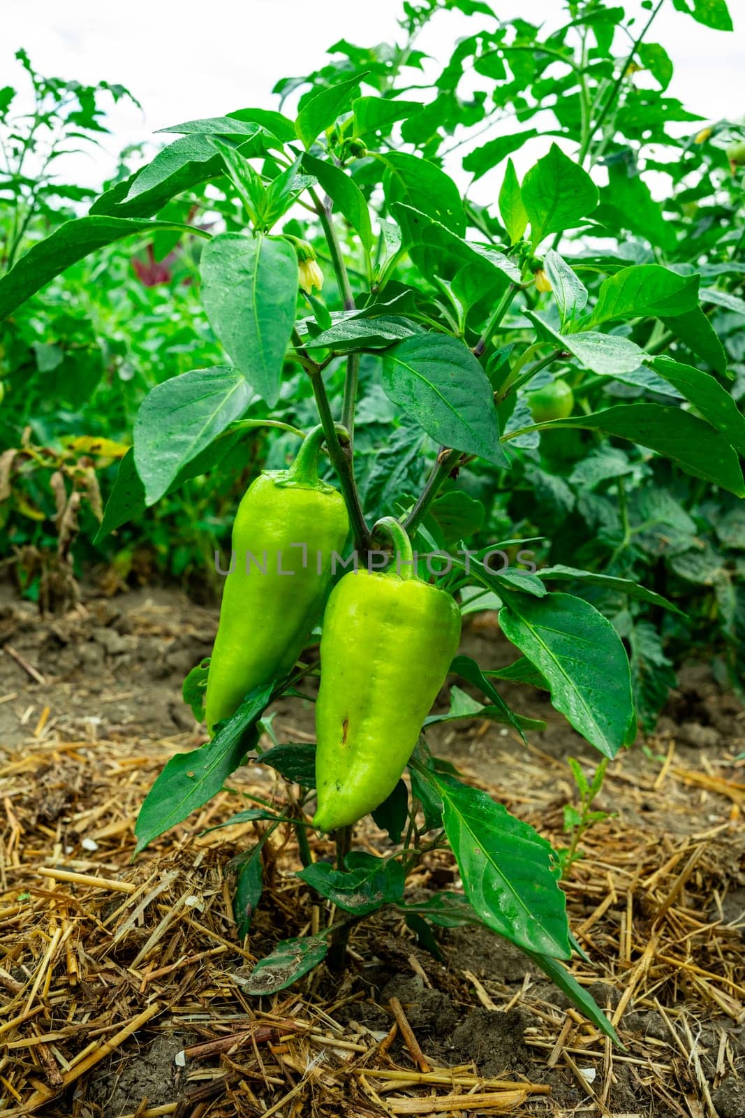 Two environmentally friendly peppers in the backyard by Serhii_Voroshchuk