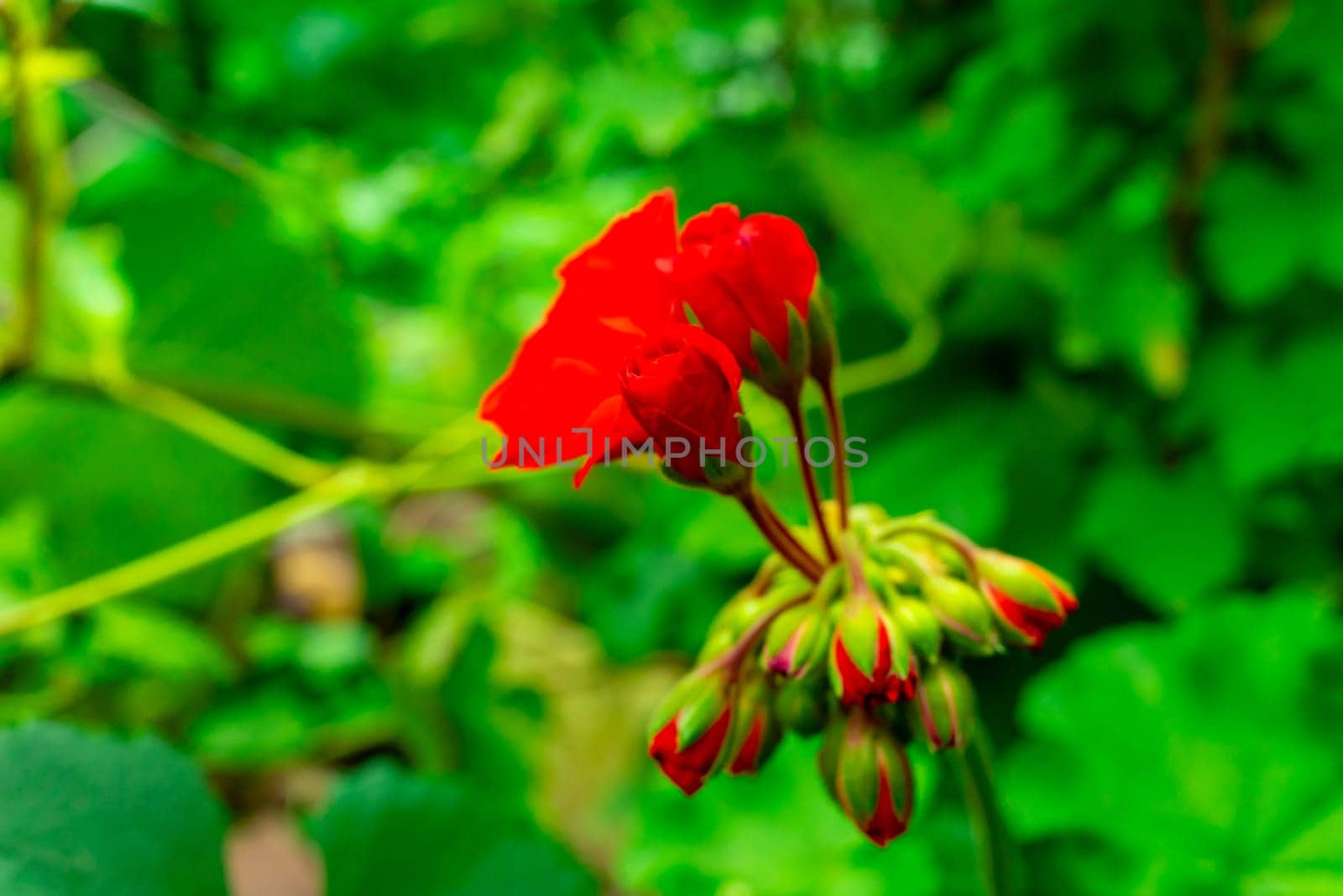 Inflorescence of red flowers on a bright green background. Copy space.