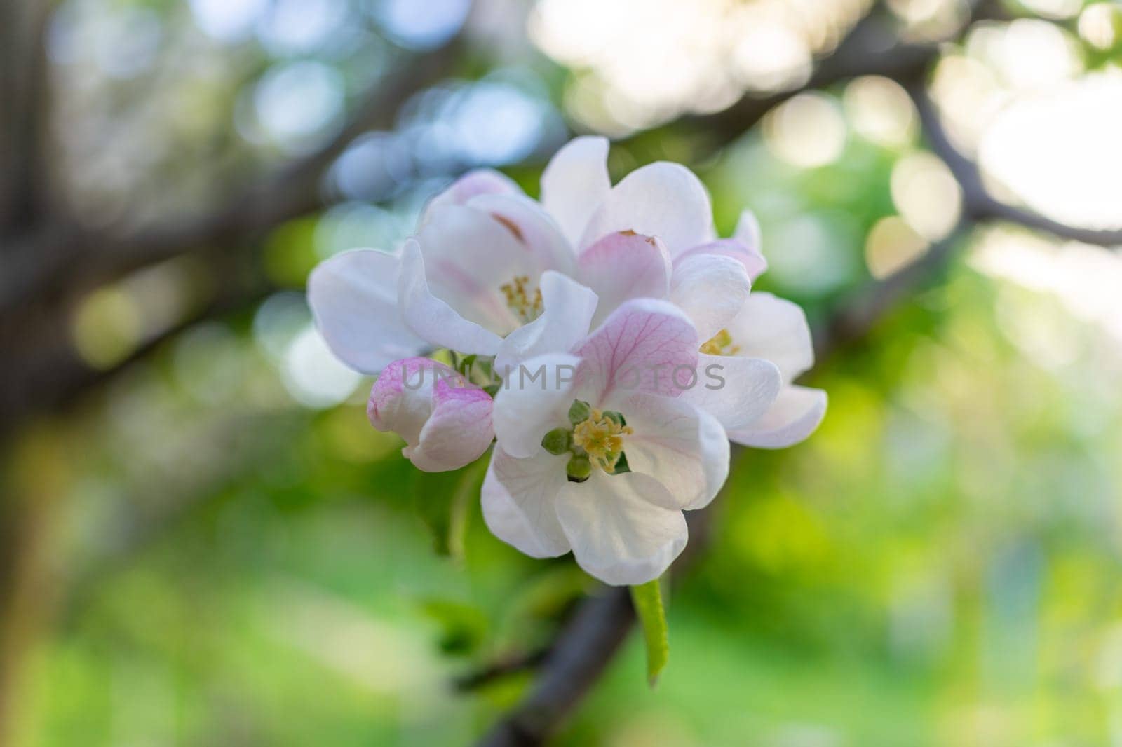 A beautiful inflorescence of apple flowers.
