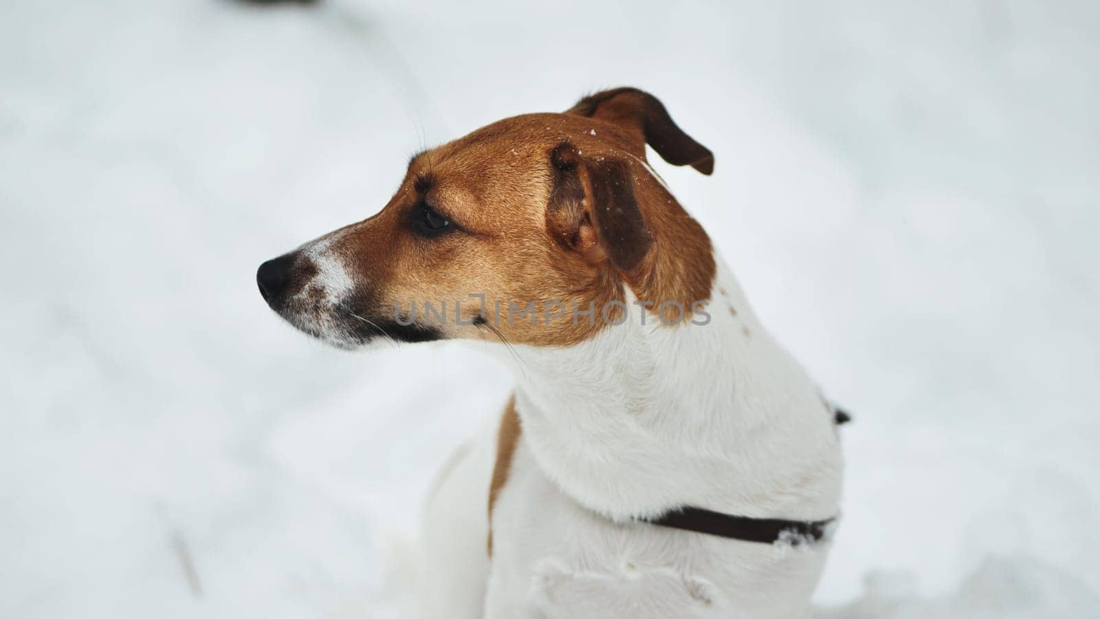 A Jack Russell Terrier trembles in the winter snow