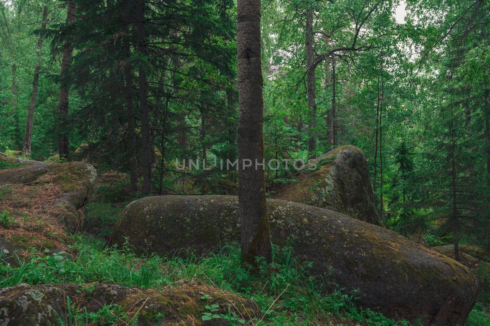 Taiga forest and rocks of the Stolby nature reserve park, Krasnoyarsk, Russia