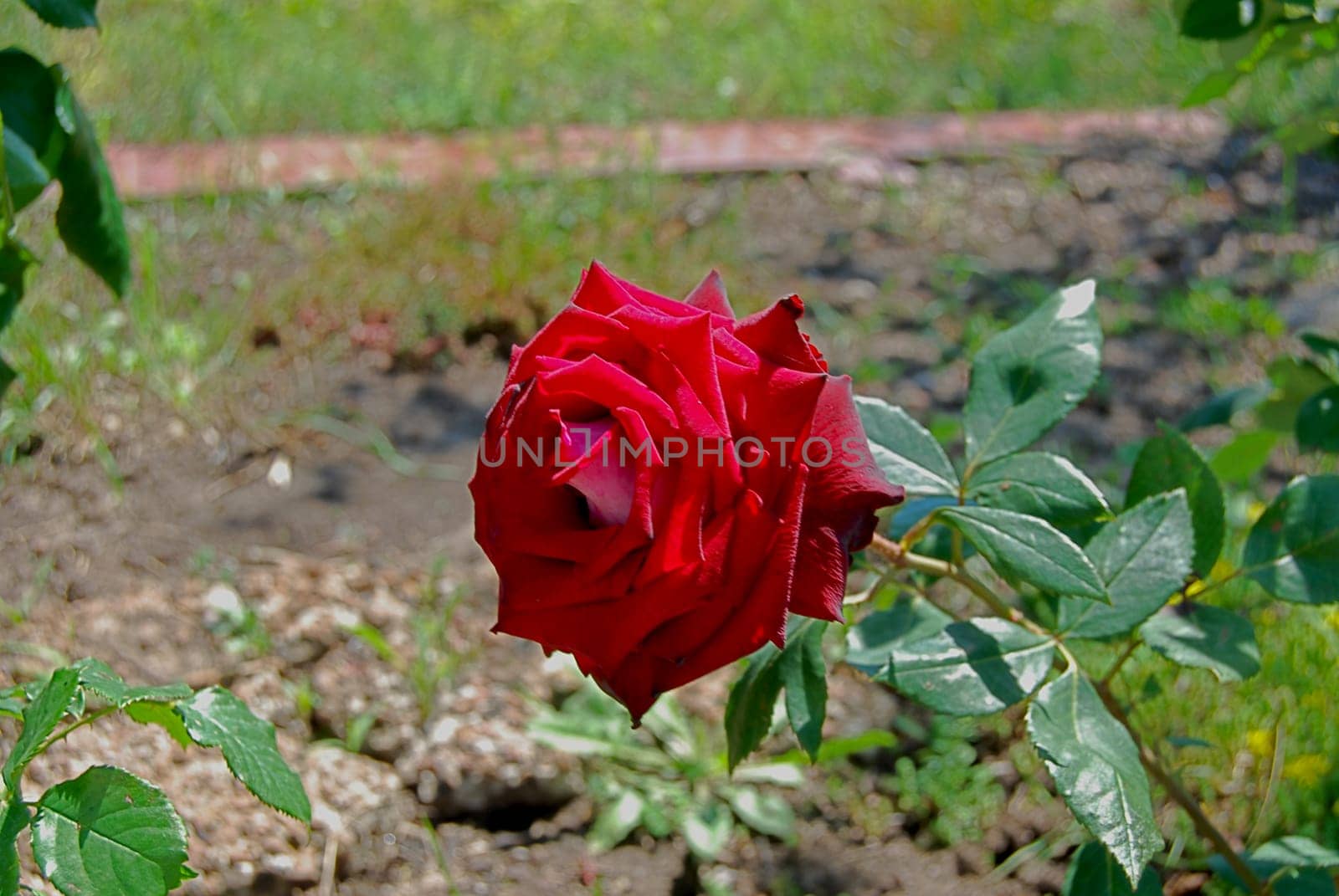 Beautiful roses grow in a flowerbed outside.