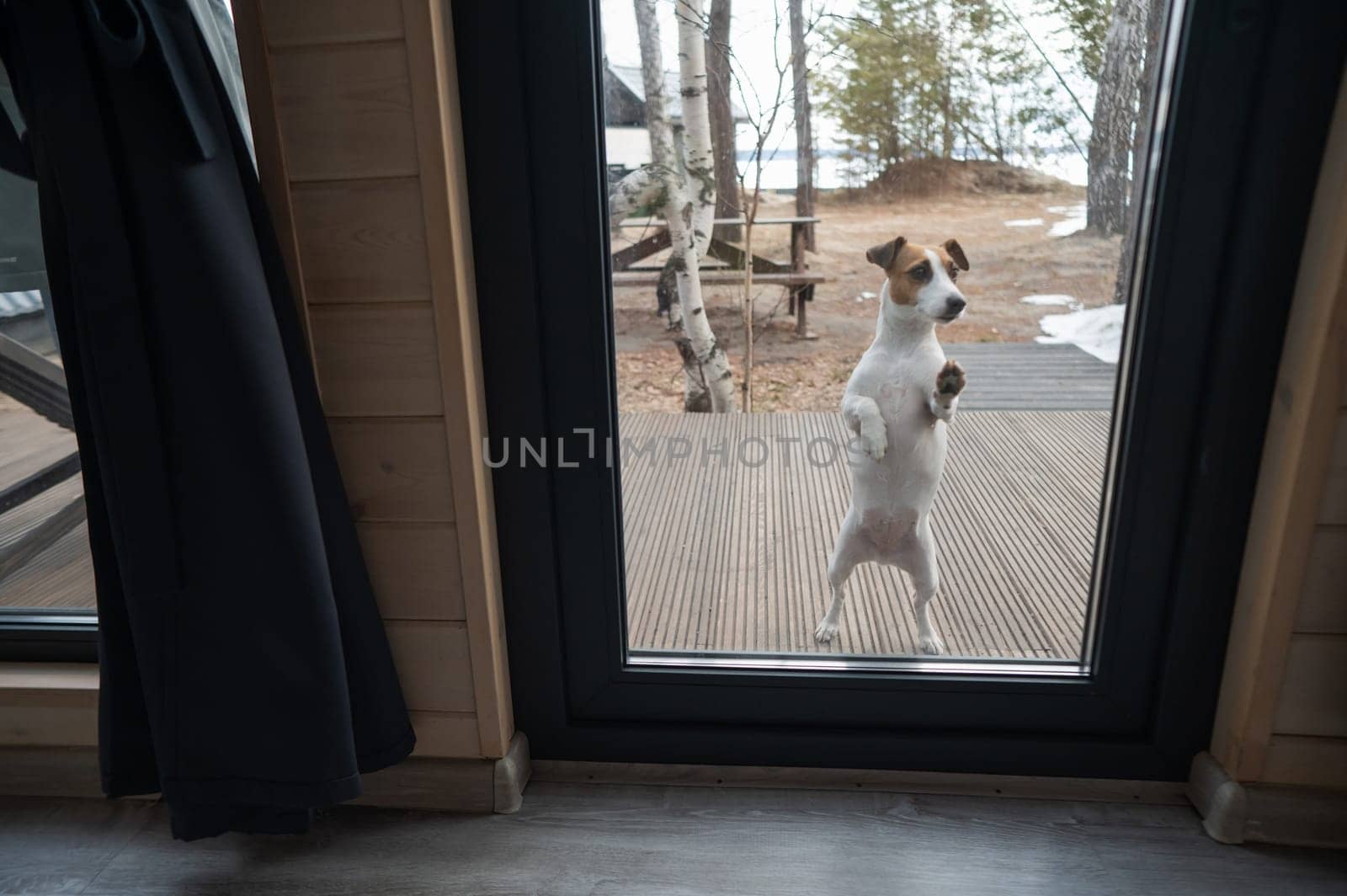 The dog stands at the patio window and asks to go inside the house. by mrwed54