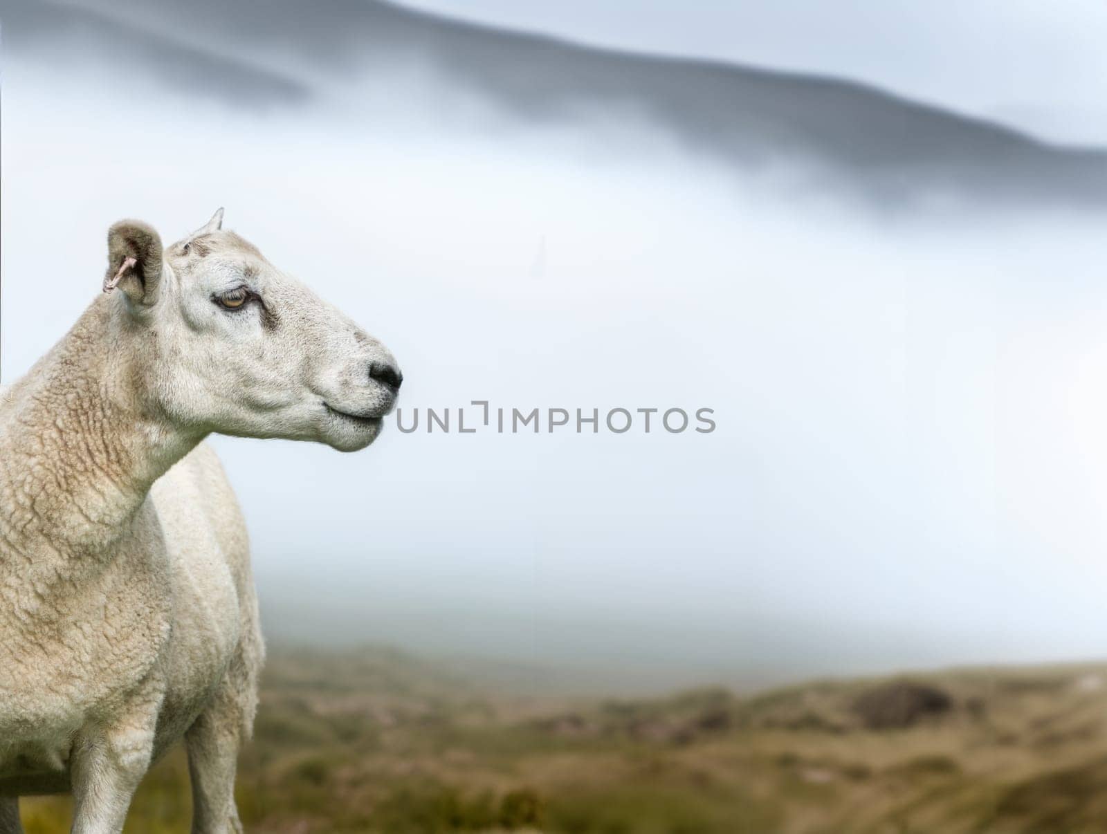 Sheep Or Ram On A Misty Morning In The Scottish Highlands